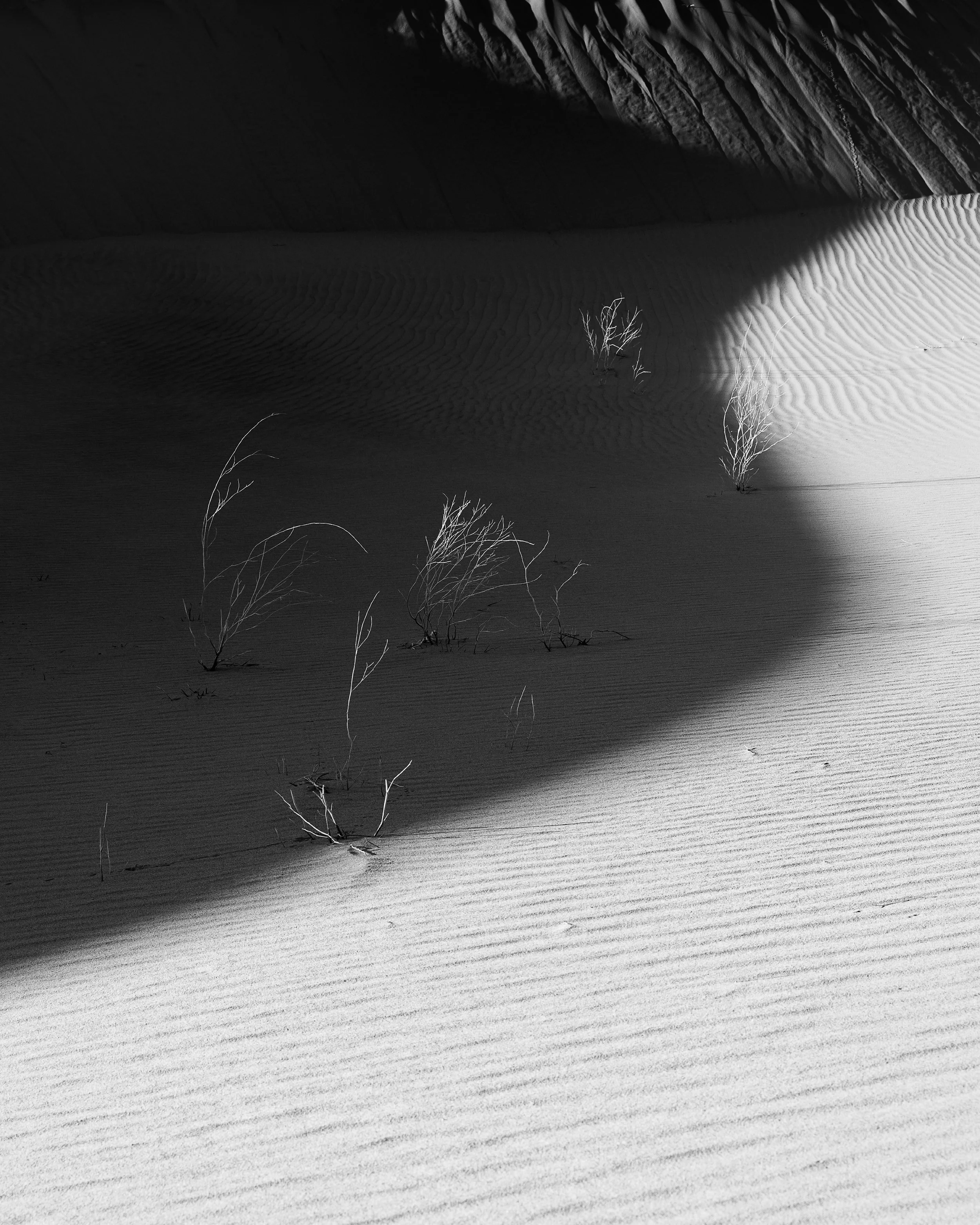 Death Valley Feb 2023-3236-untitled-Working_Squarespace_2500x3125_U_100.jpg