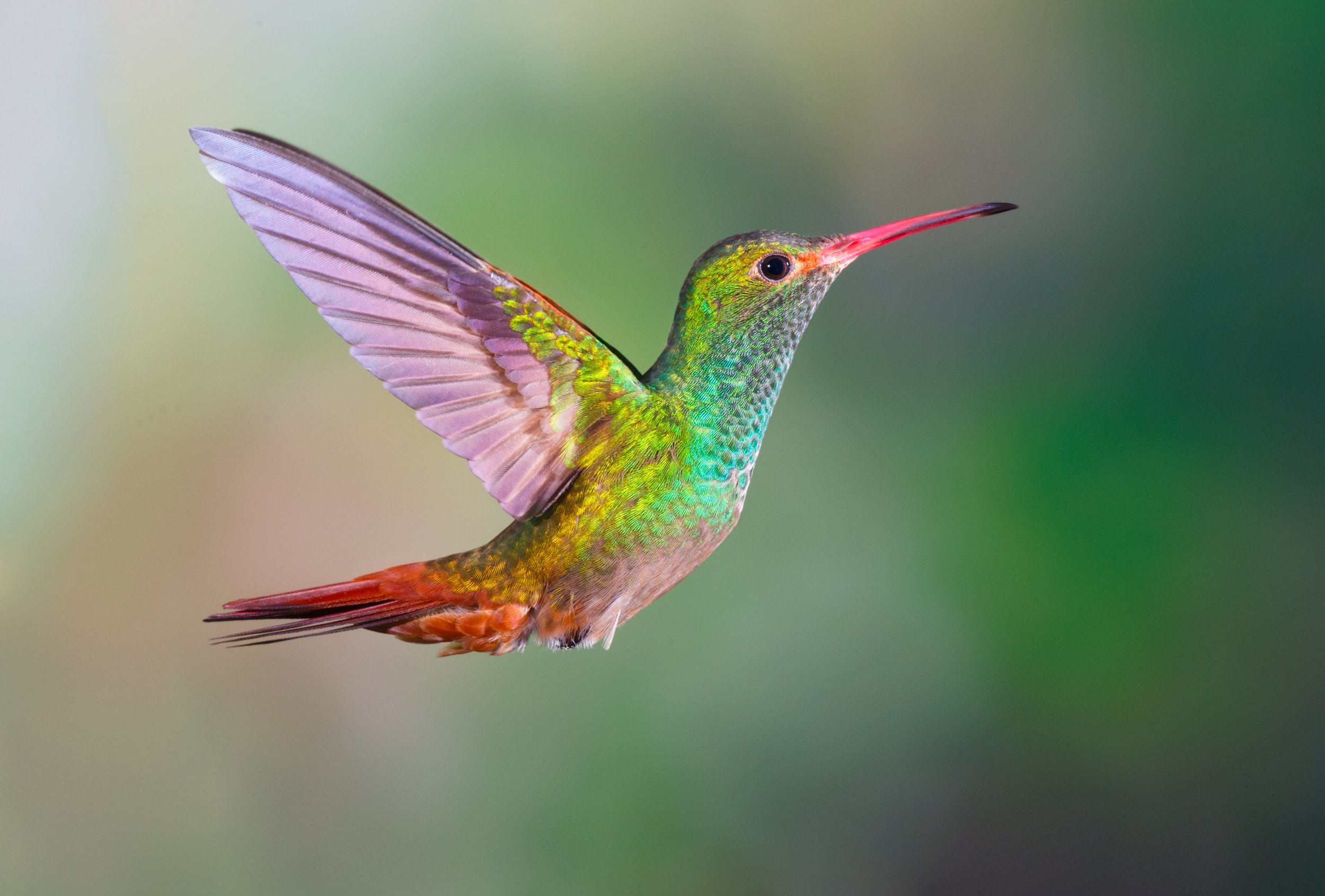 bright bird.jpg