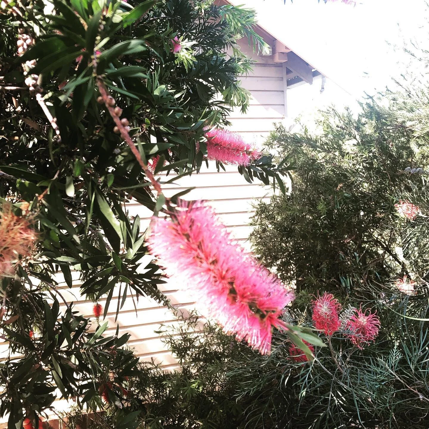 Best time of the year ☀️ #landscapers #landscaping #decks #outdoorrooms #outdoorliving #northernbeaches #northenbeachesbusiness #northernbeacheslocal #northern_beaches #monavale #palmbeach #avalon #newport #whalebeach #clareville #monavale #bayview #