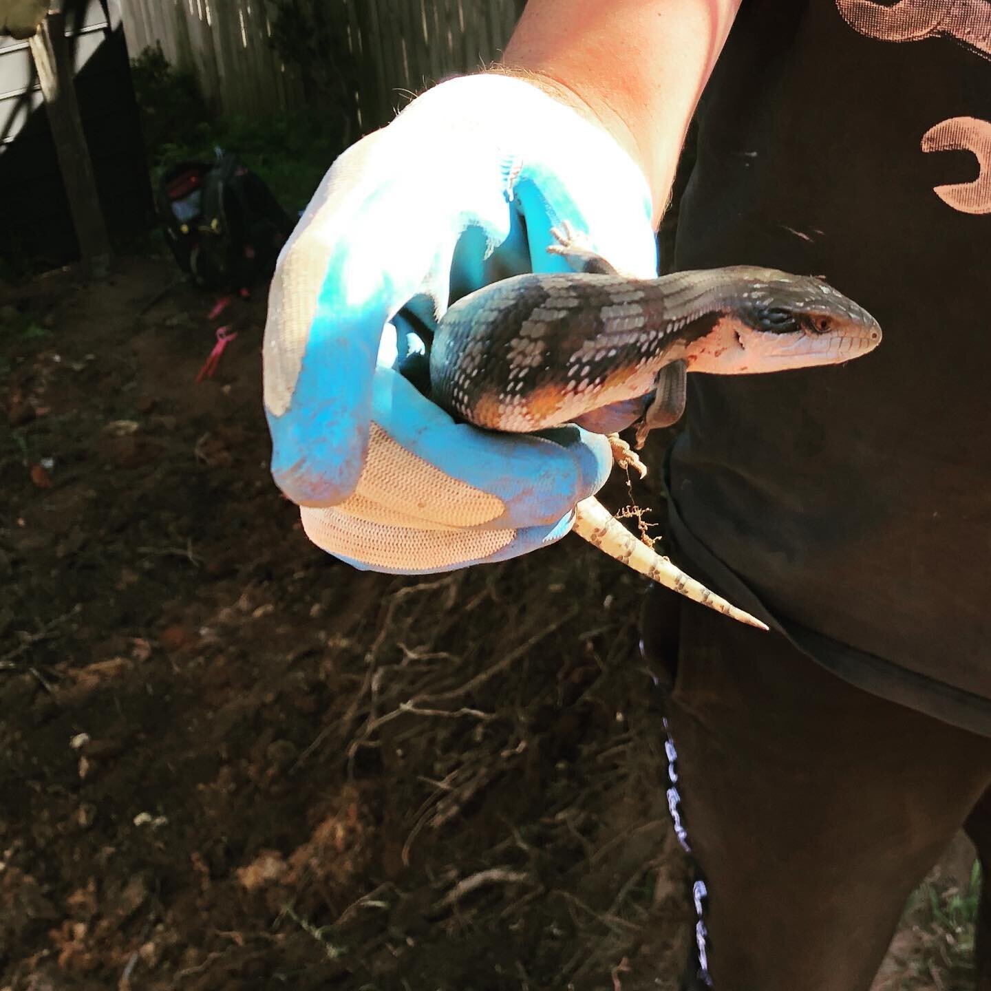 Found this little guy while excavating at a job in Mona Vale 😍 Moved him to more convenient sunbathing location 🤣 
#bluetonguelizard #northernbeaches#northernbeachesbusiness #northernbeacheslocalbusiness #northernbeacheslocal #northern_beaches #pit