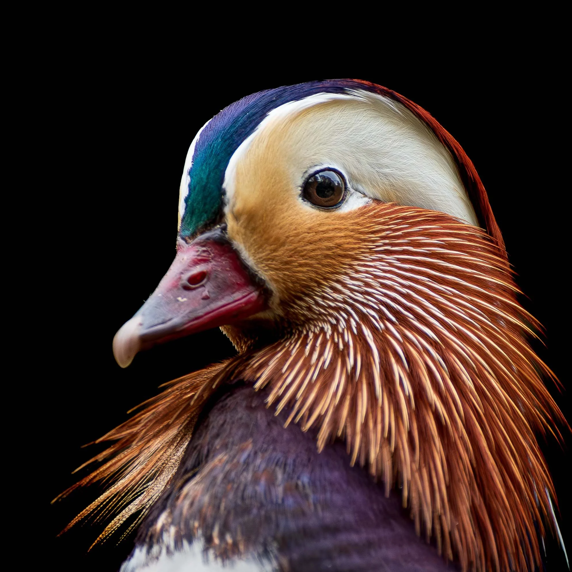mandarin duck 2020 1 cl 1.jpg