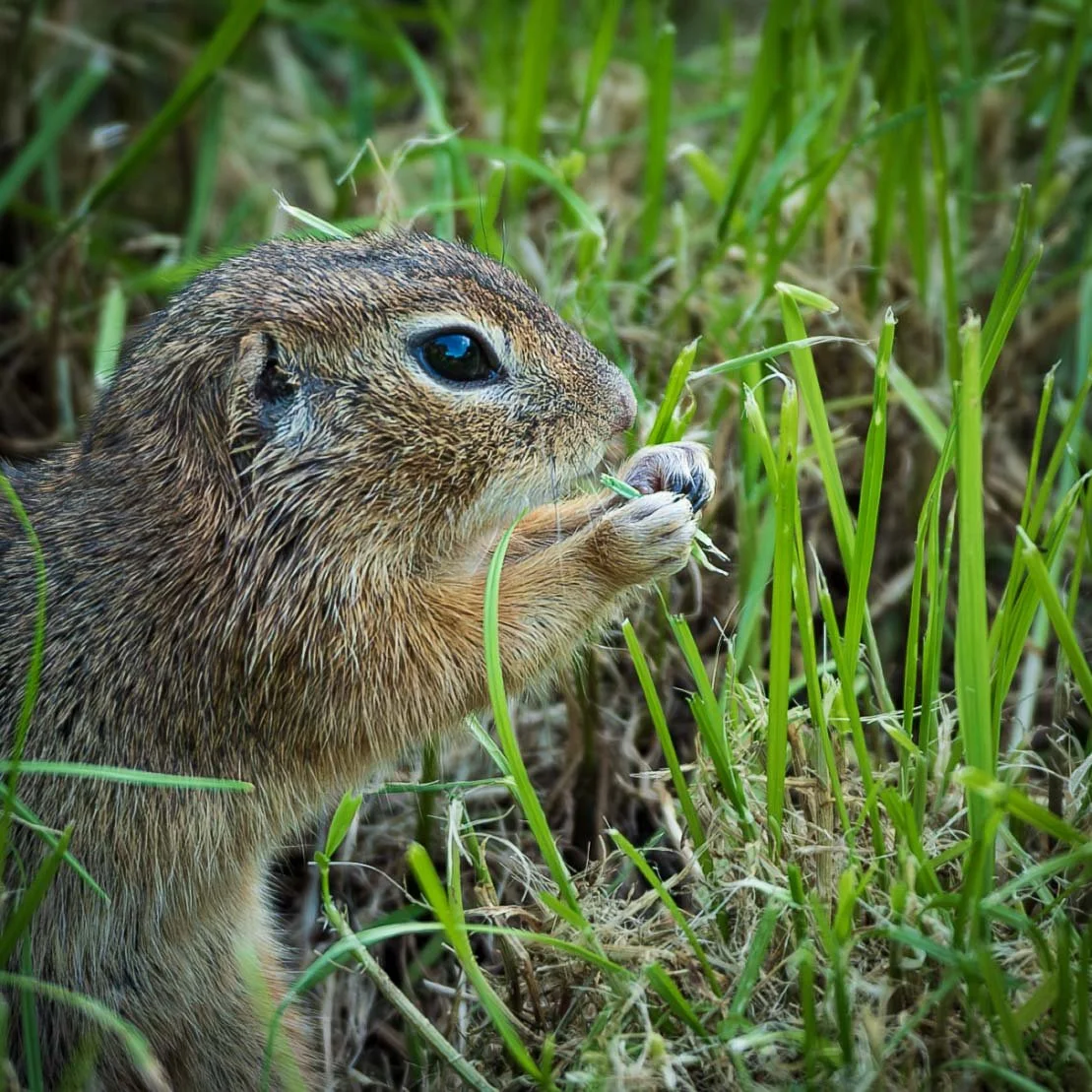 groundhog hands 1 cl 1.jpg