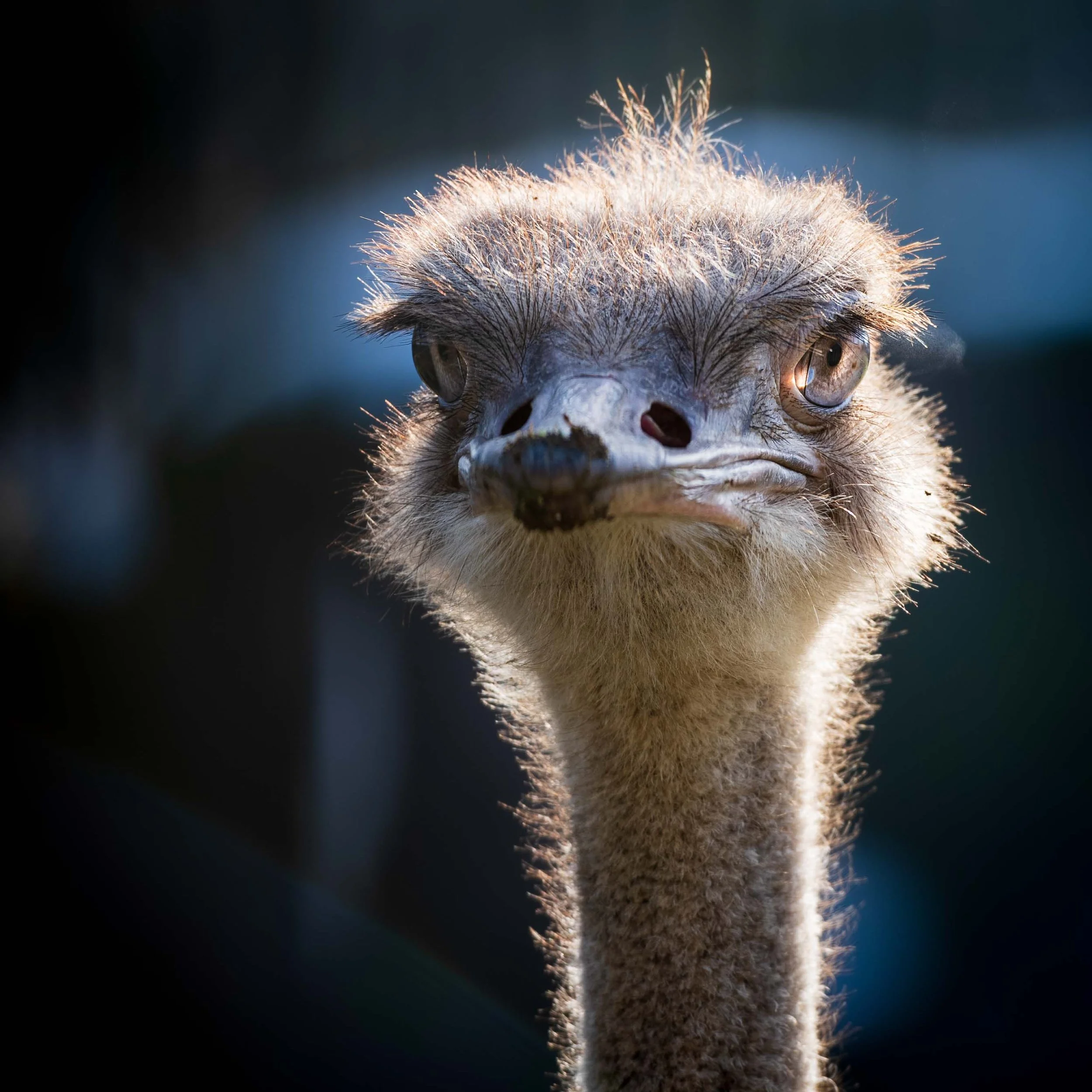 portret ostrich 1 cl 1.jpg