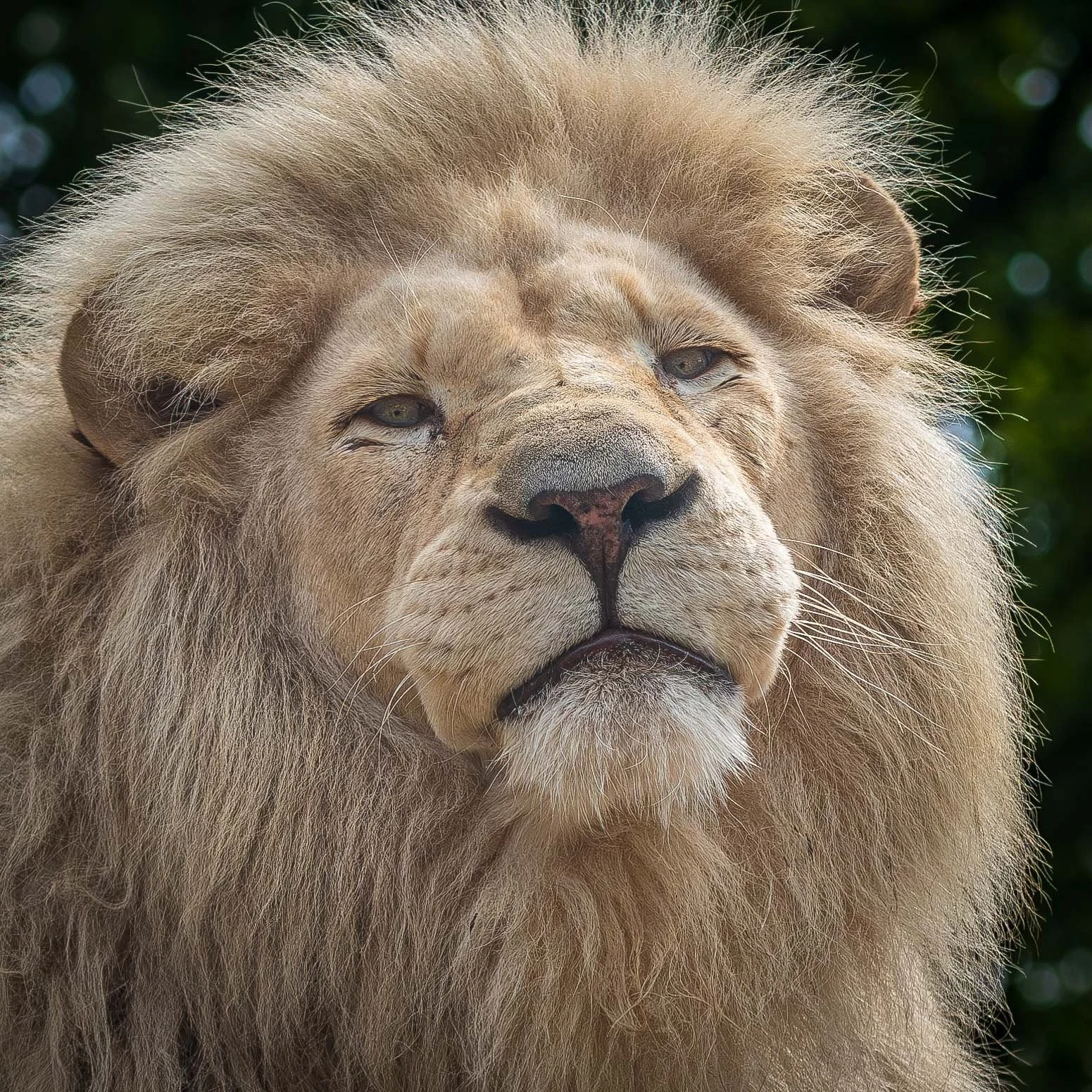 white+lion+2022+1+cl+1.jpg