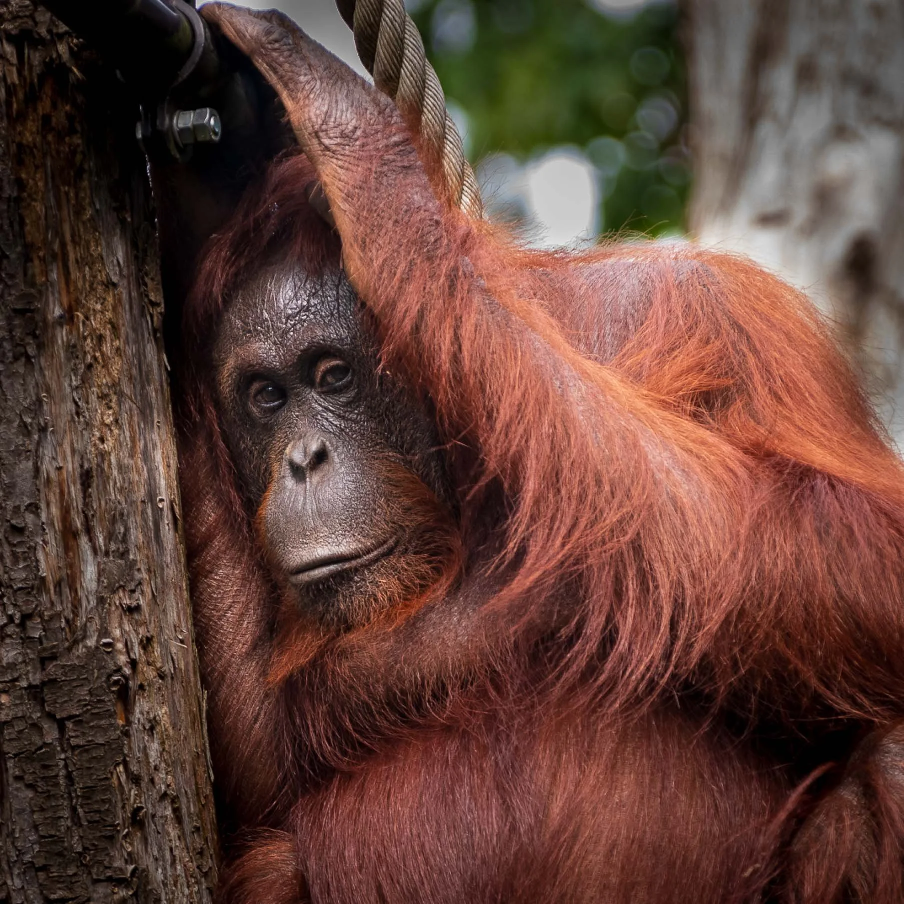 female oerang oetang 1 cl 1.jpg