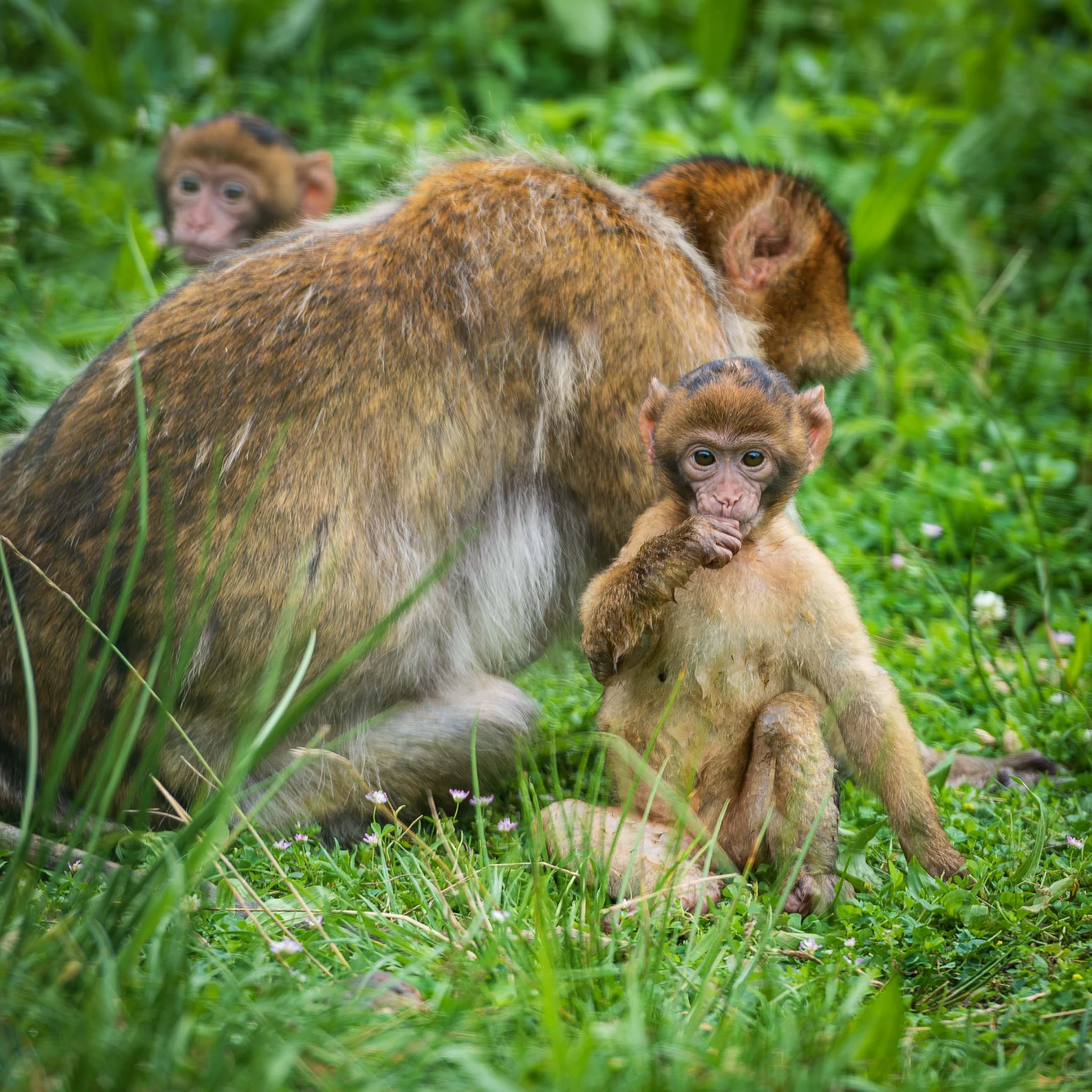 young beber monkey 1 cl 1.jpg