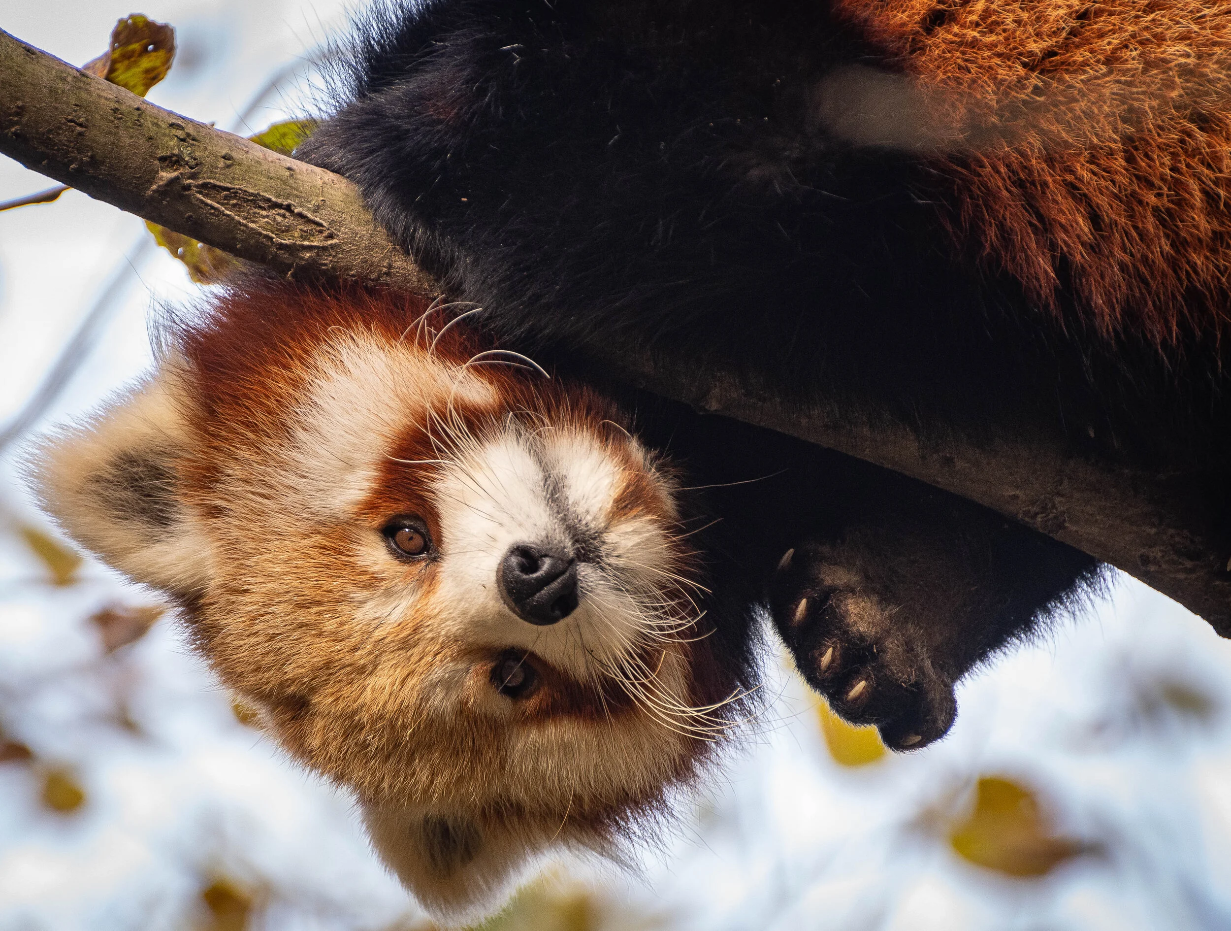Rode panda 1.jpg