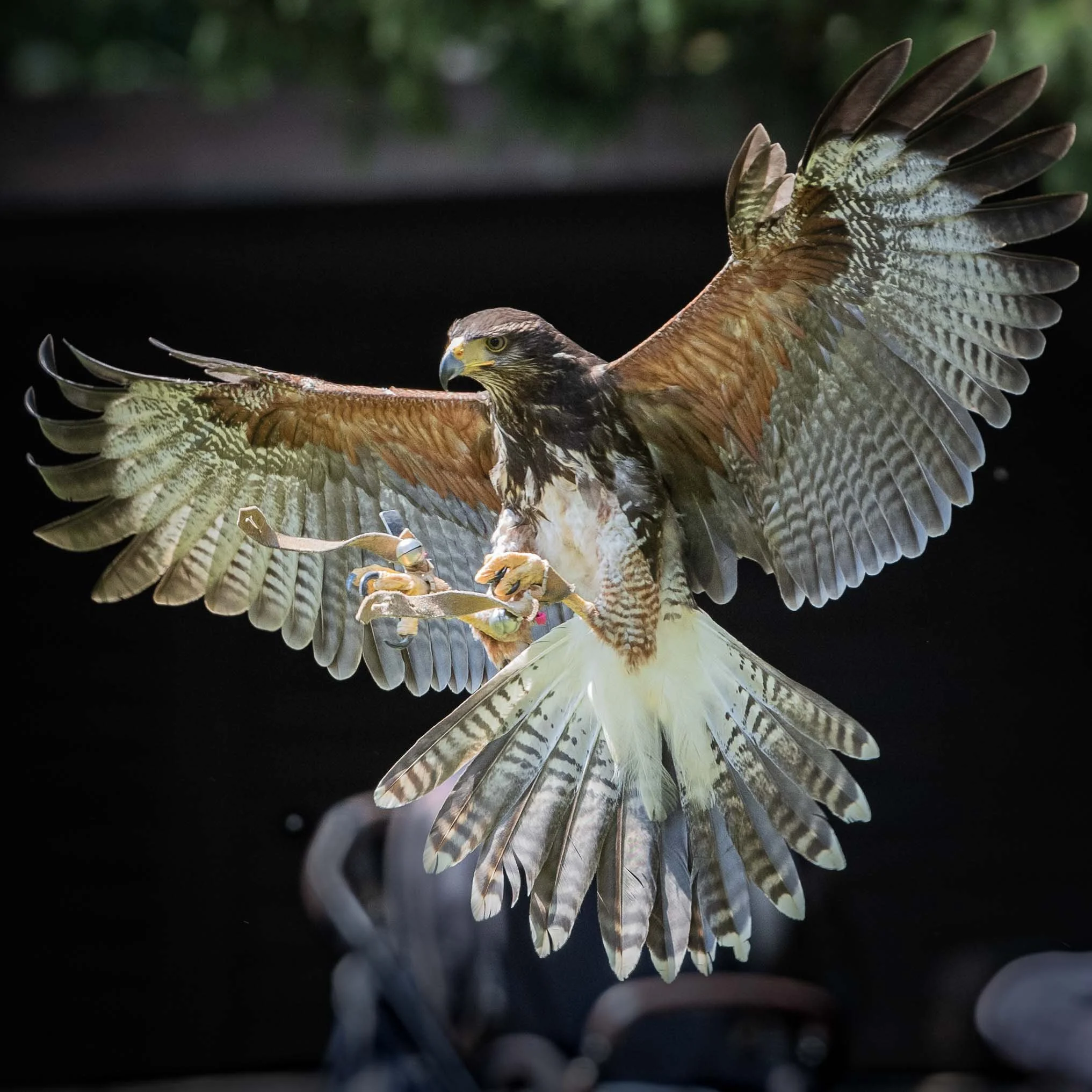 eagle 1 cl 1.jpg
