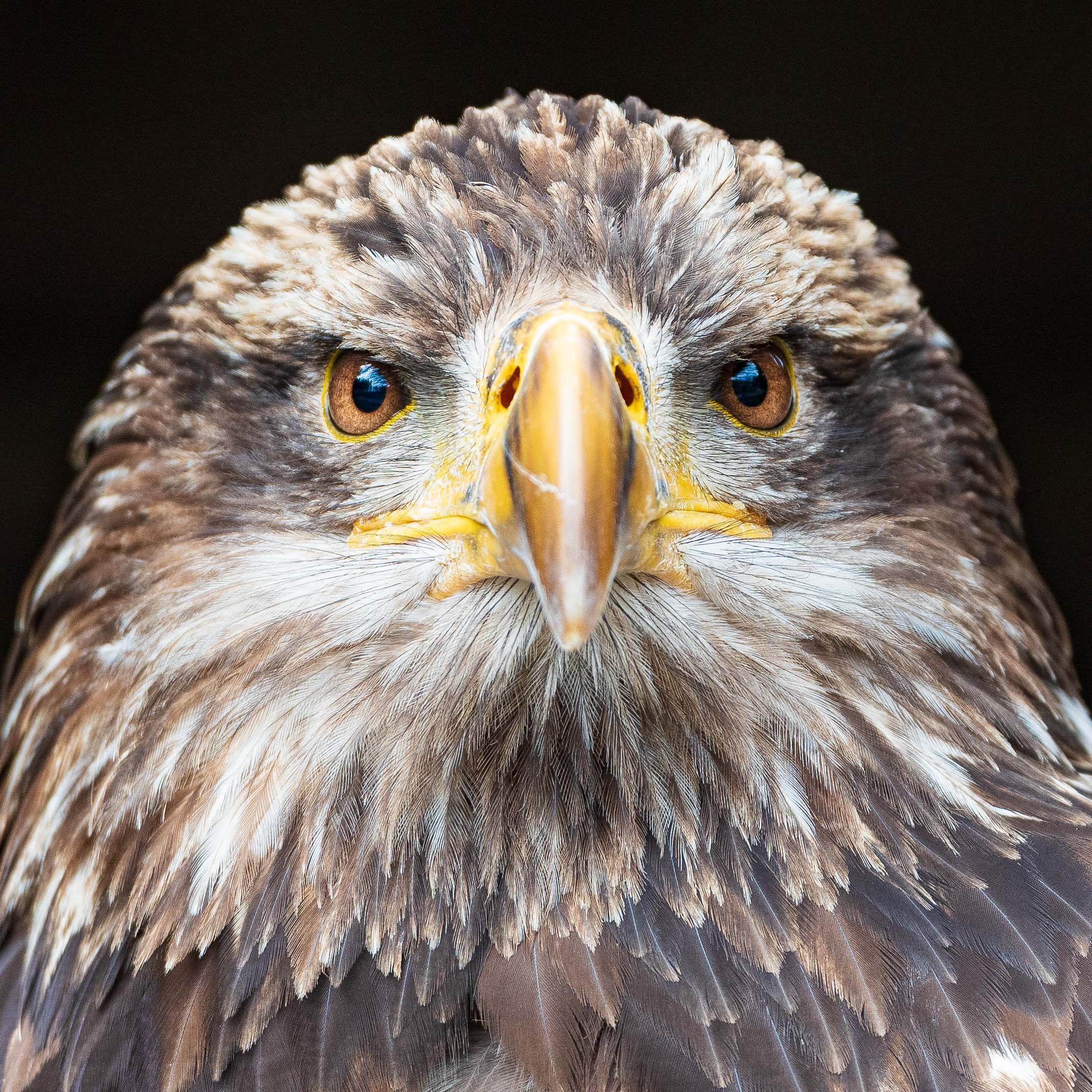 feathers and eyes 1 cl 1.jpg
