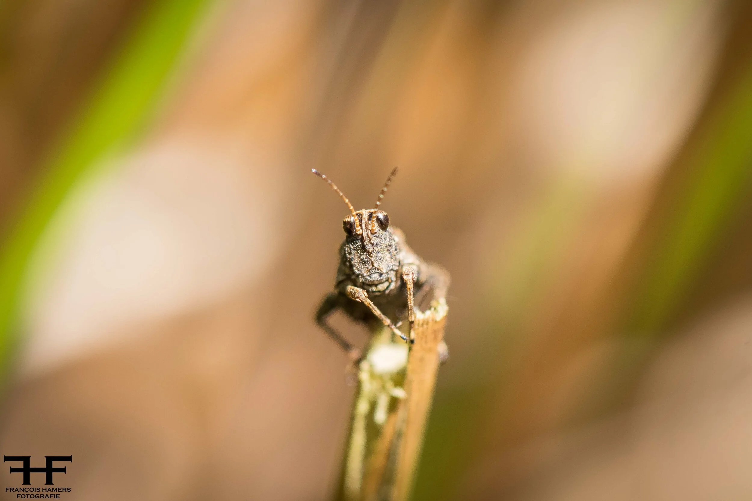 krekel 2 op een stengel.jpg