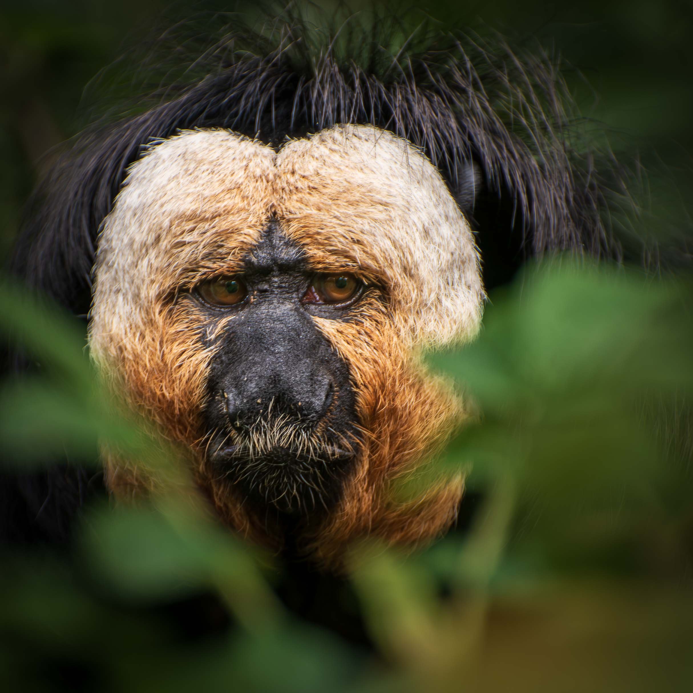 witgezicht saki 1 cl 1.jpg