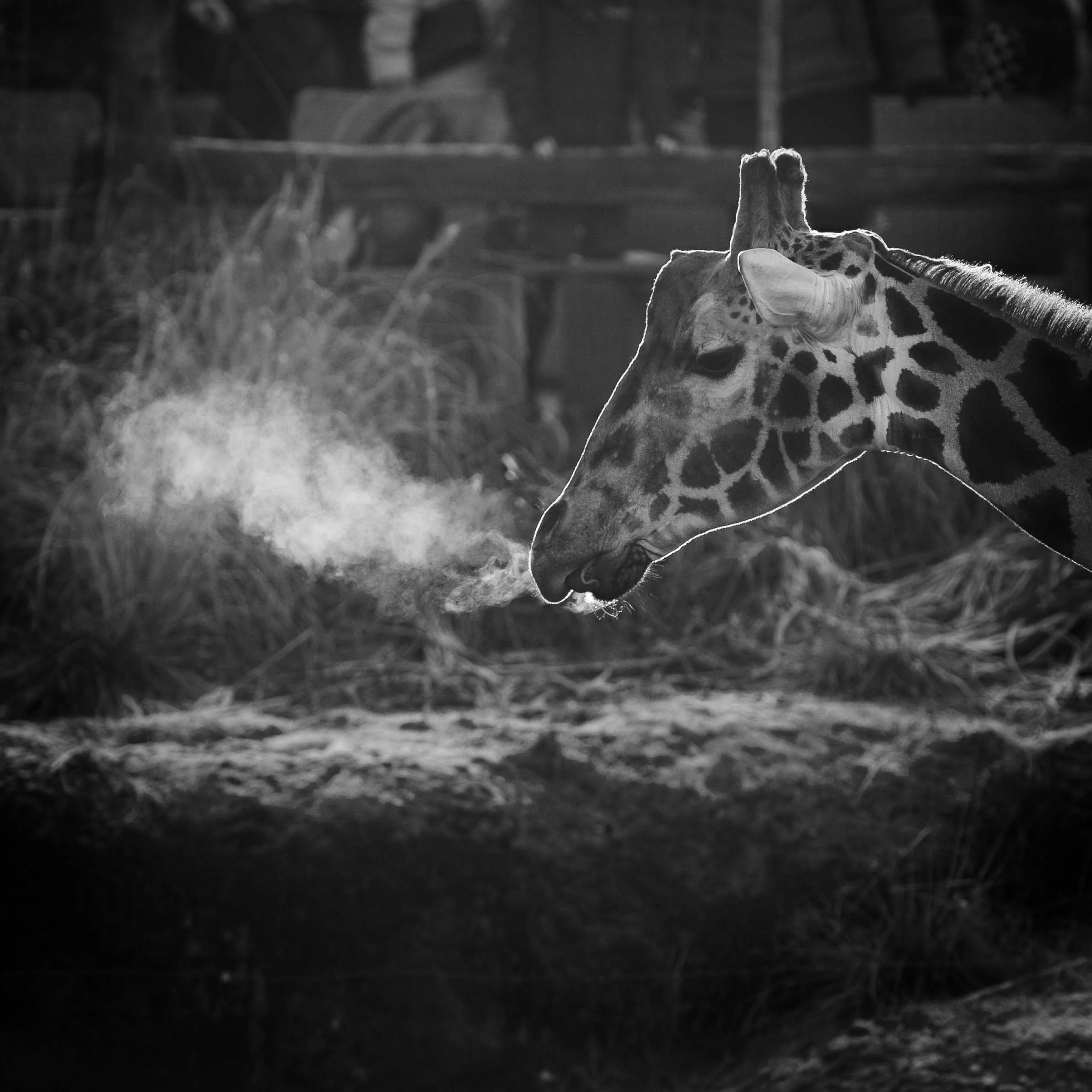 cold giraffe 1 cl 1.jpg
