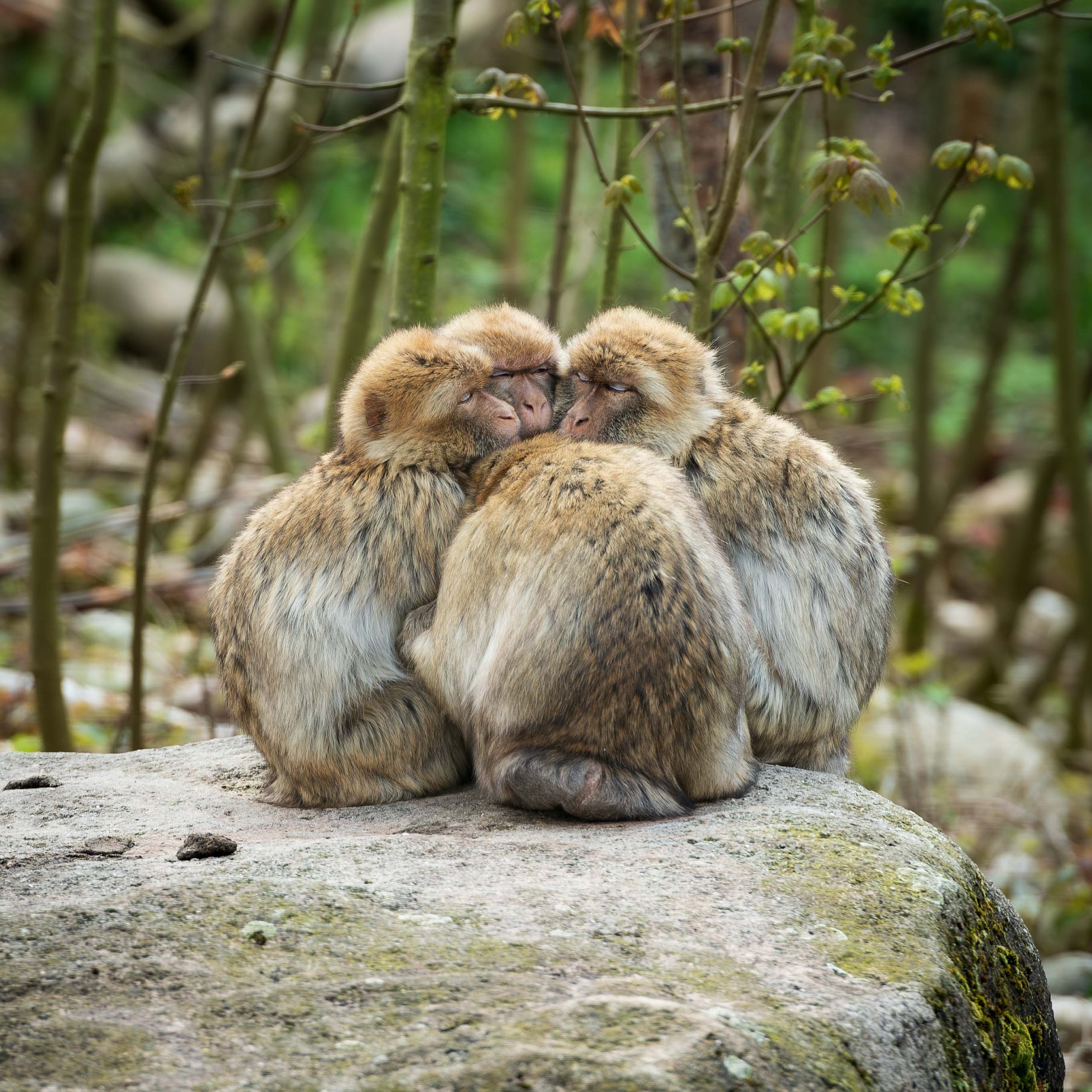 4 Barbary Macaque 1 cl 1.jpg