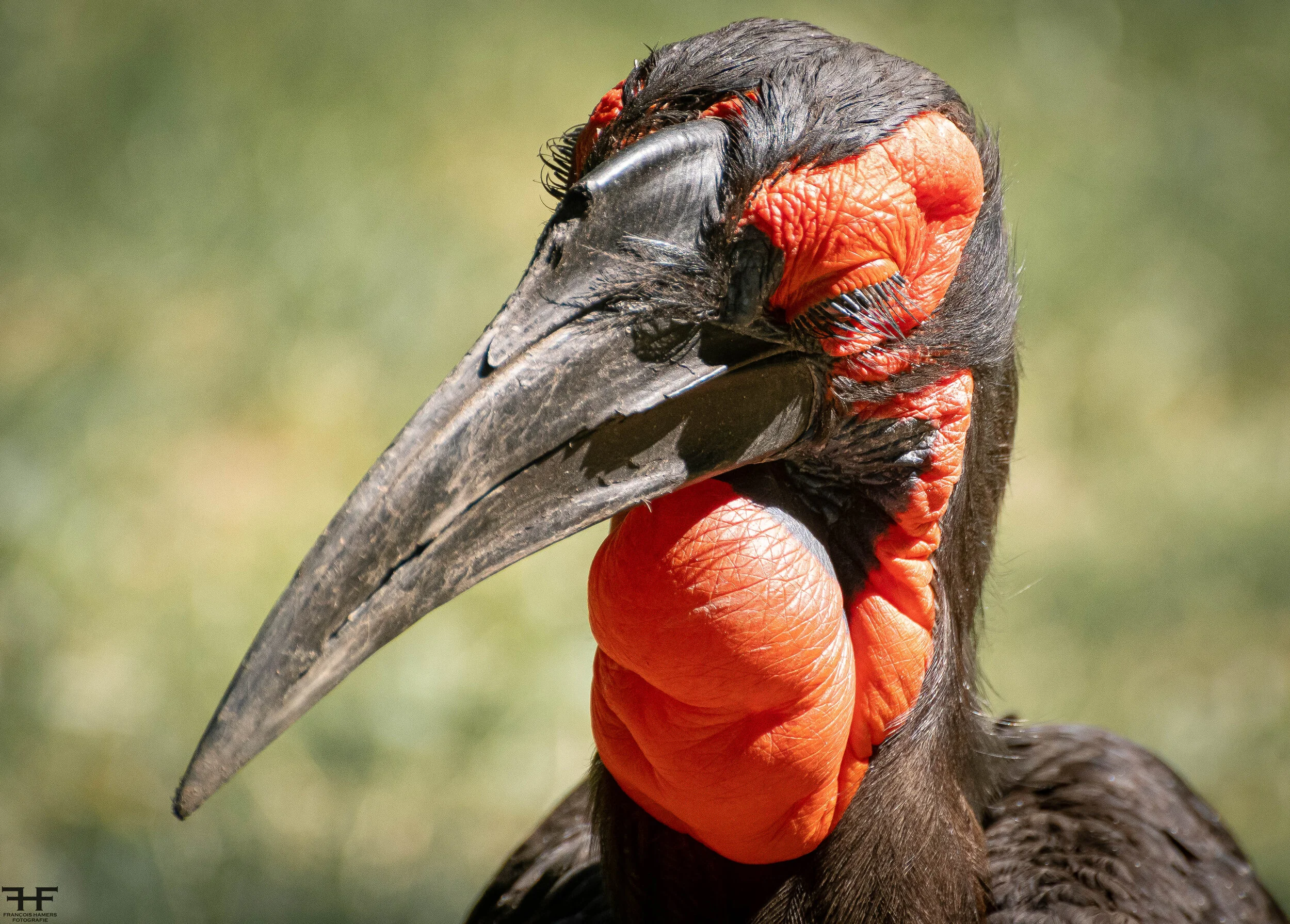 kleurige vogel.jpg