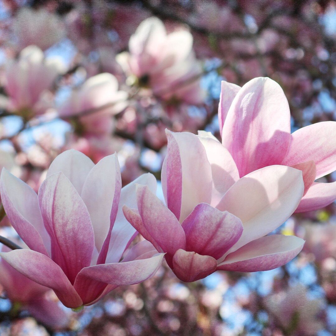 Magnoilas are a joy to behold. I loved spotting them in london on St David's Day but now they are all out in Brighton full bloom. I had to include the third amazing image of the Smithsonian Institute in America when i decided to showcase Magnolias, i