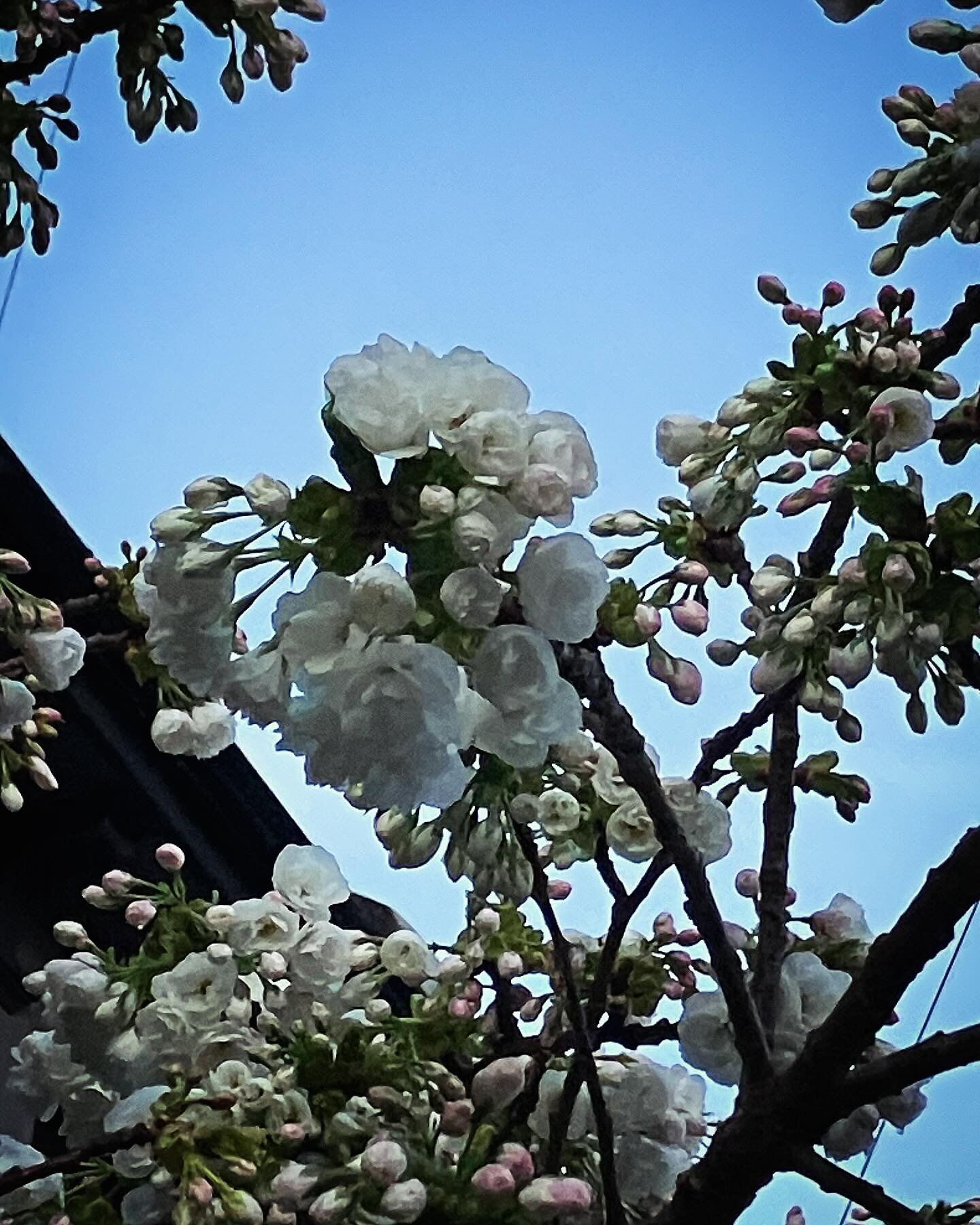 Was taken aback by this beauty as I walked to my corner shop yesterday, the basin on this cherry tree is always a welcome visual treat every year, heralding the coming of spring &hellip;..#osmosis_garden_design #springplanting #springtree #springtree