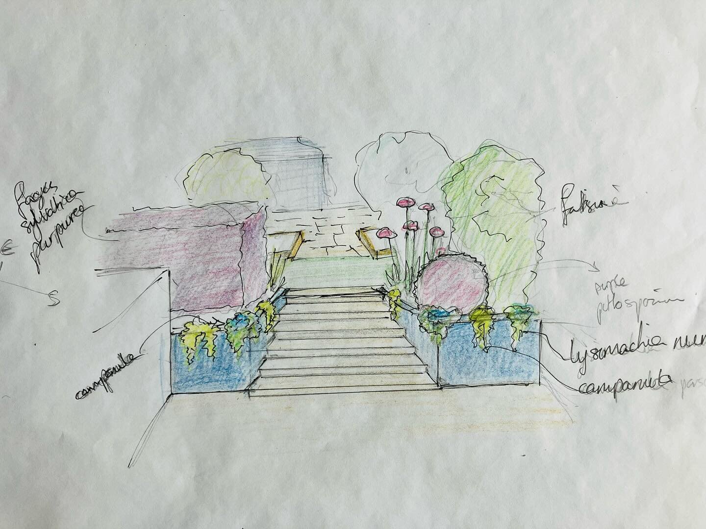 Mini sketch of a clients garden, sometimes the simplest ideas can change the whole feel of a garden. Widening the steps and picking up the blue on the summerhouse is going to make this a fun family garden. Working with the existing planting but pulli