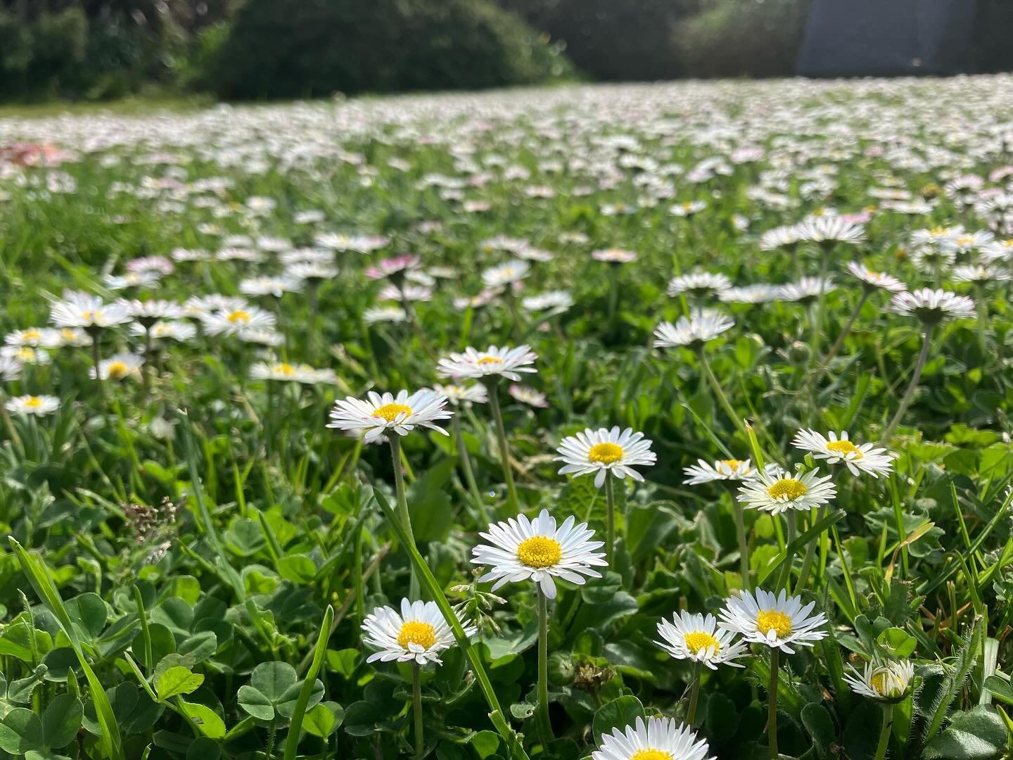 Daisies for daysies&hellip;&hellip;. Gorgeous million dasies on a lawn right by the Solent ,  just back from  the beach. #osmosis_garden_design #beaulieu #lawns #lawn #beach #beachlife