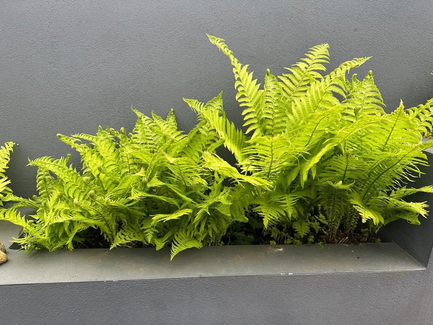 Glorious green from the amazing matteuccia struthiopteris. So fresh against the charcoal grey of the walls, my lovely client sent this to me, always a joy to see that clients are getting such pleasure from their garden #osmosis_garden_design