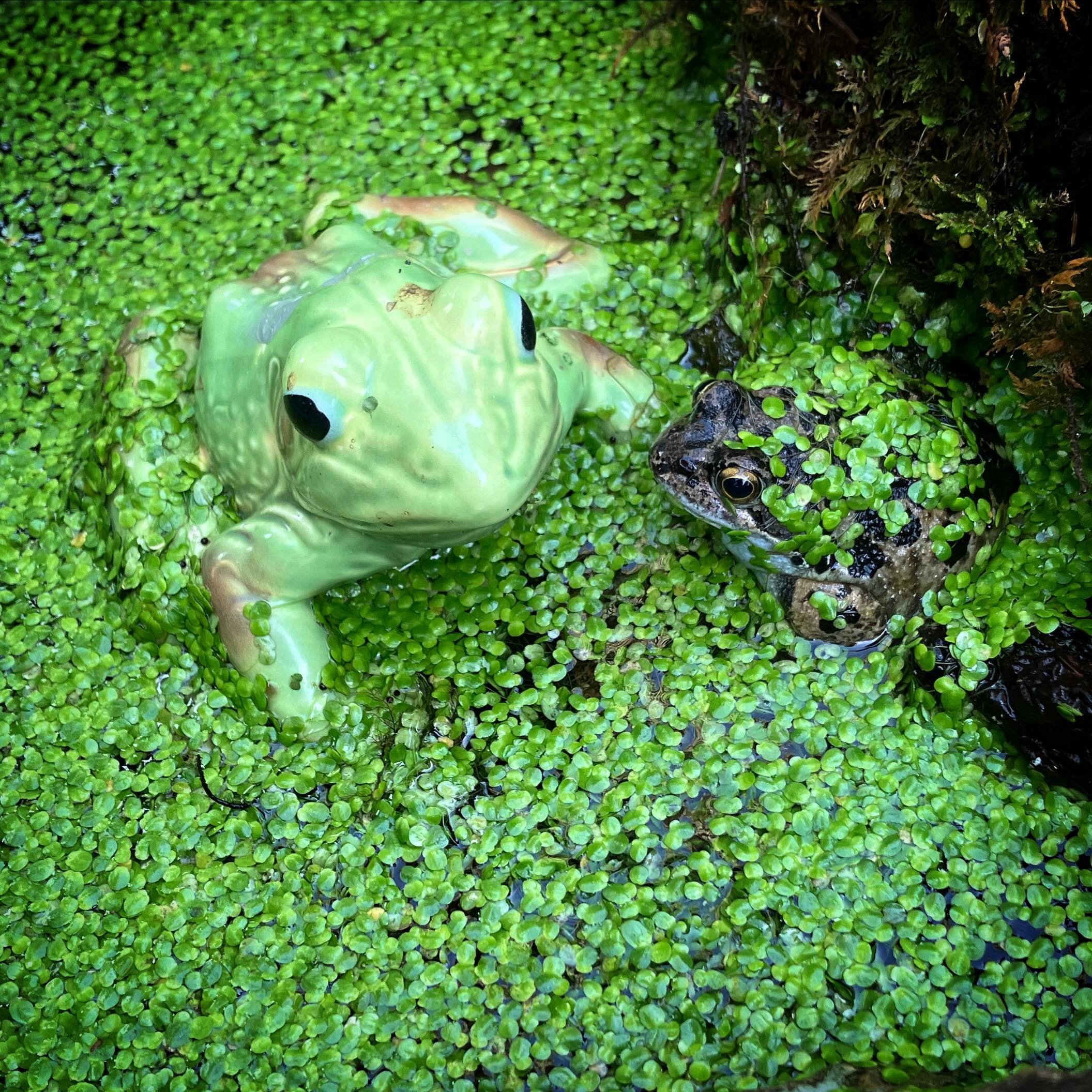 Two new friends in a tiny pond I came across today #osmosis_garden_design #frogfriend #gardenpond