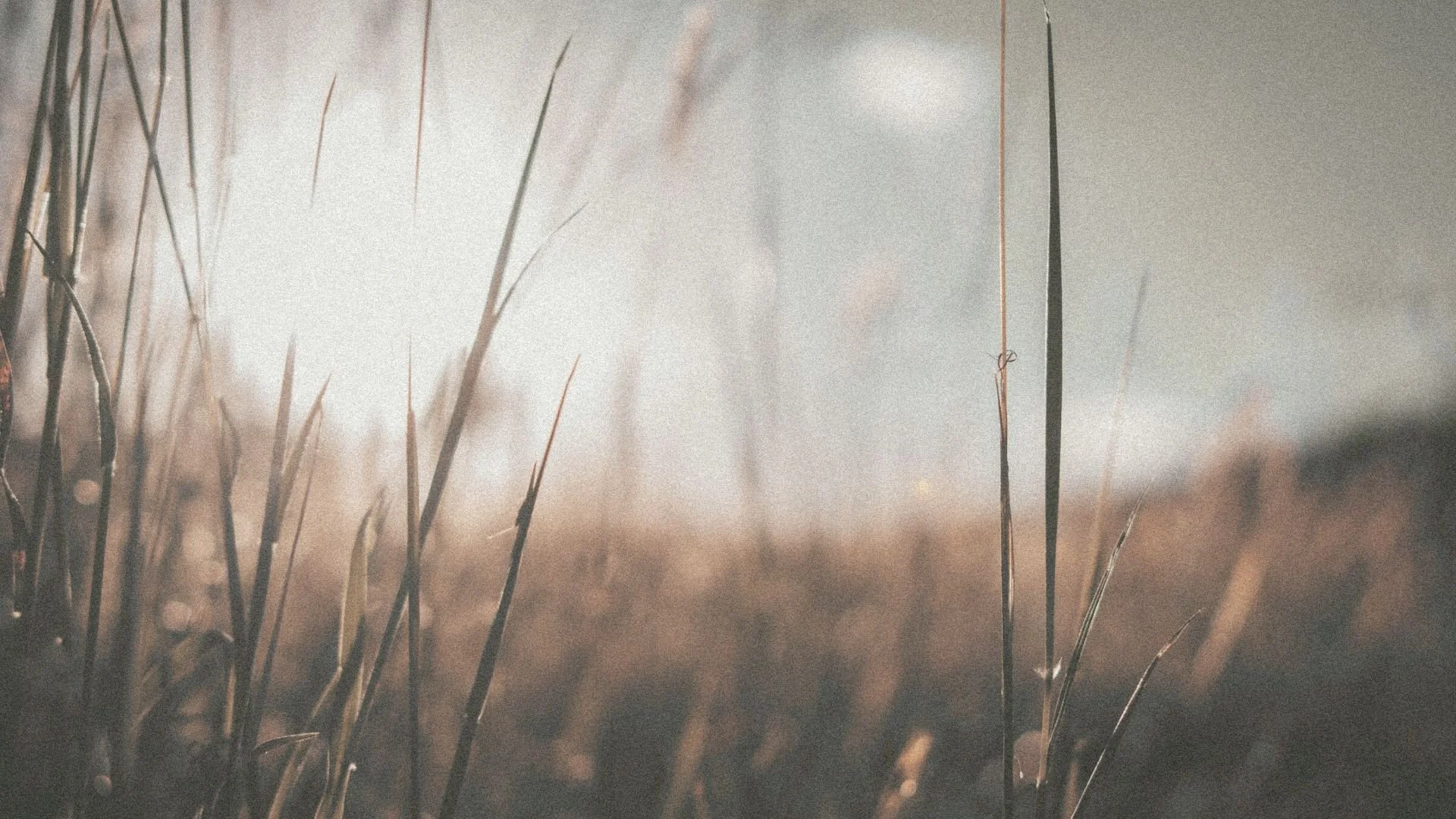 A close-up photograph of the tips of grass in warm, earthy tones.