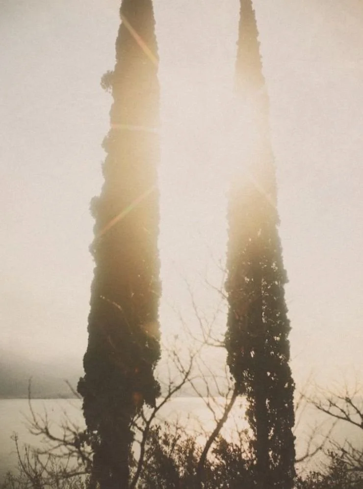 "A photograph of two silhouette trees with the sun shining through their branches and the sea in the background.