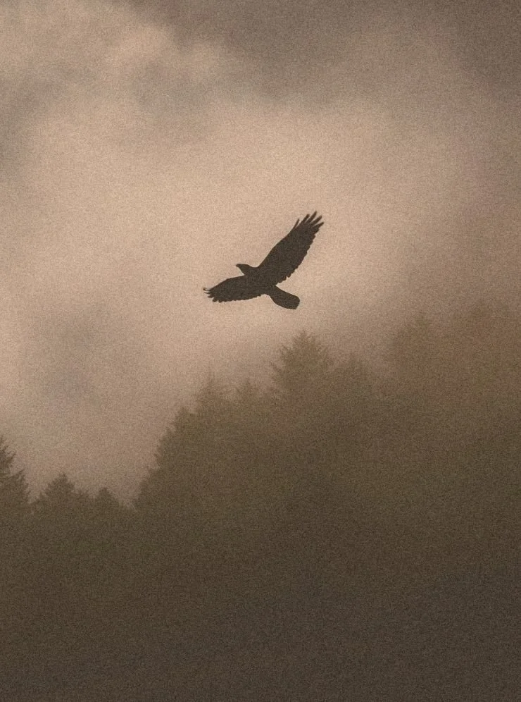 A soaring eagle, symbolizing the higher perspective and inner clarity a natal chart reveals.