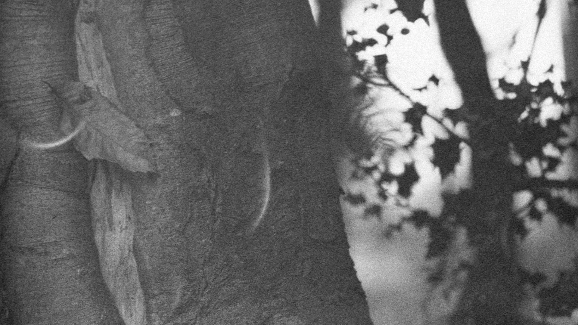 Close-up of a tree trunk and branches silhouetted against light.