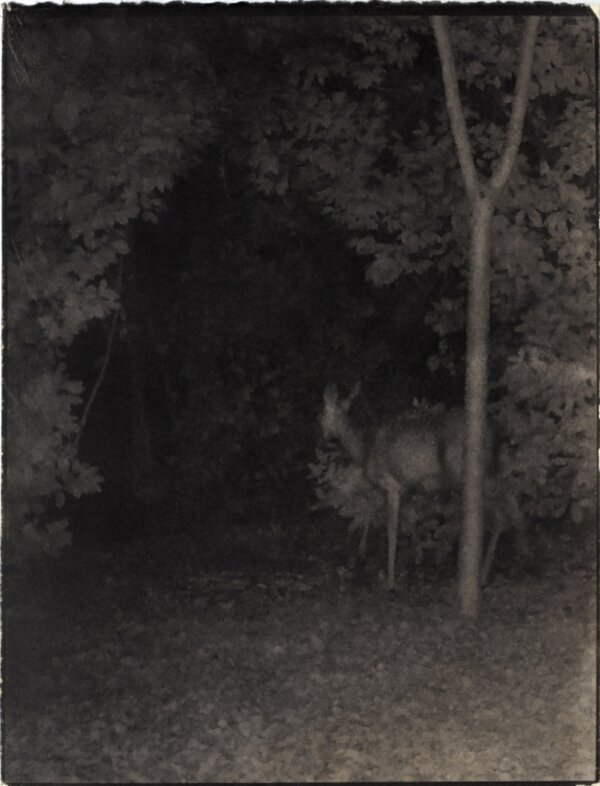 Alyssa Salomon, “06130013-2 2016-06-13 PFVA,” 2016. 22″ x 17″ Van Dyke Photo on Pigmented Cotton Rag Paper