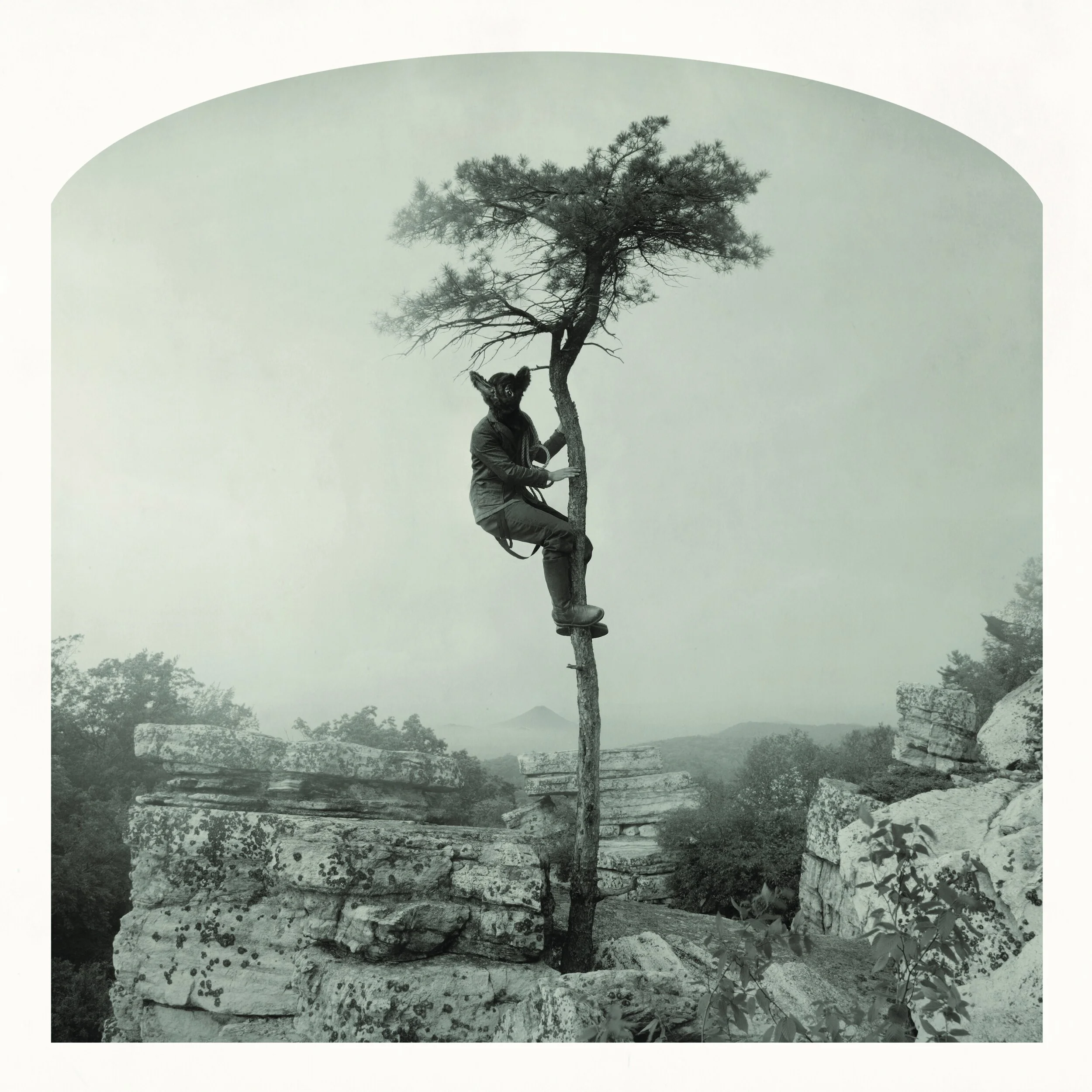 Kahn & Selesnick, Bat in a Tree, 2012-13. Archival Pigment Print, 10 x 10 inches