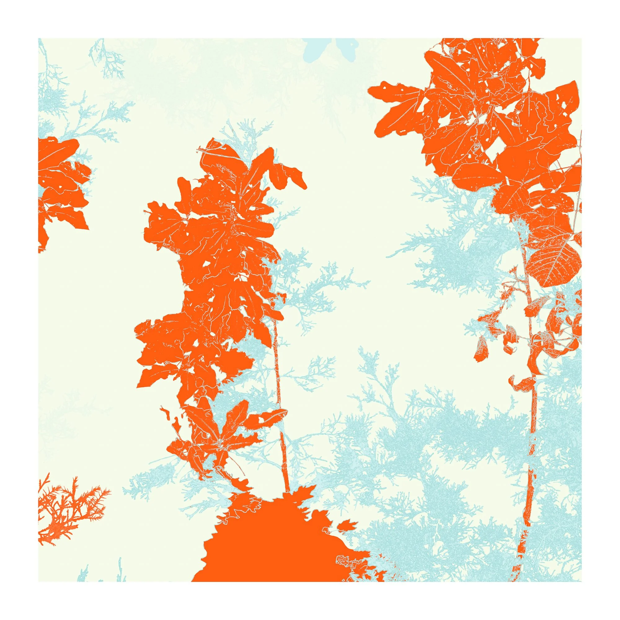 LeighMerrill_ Canopy.jpg