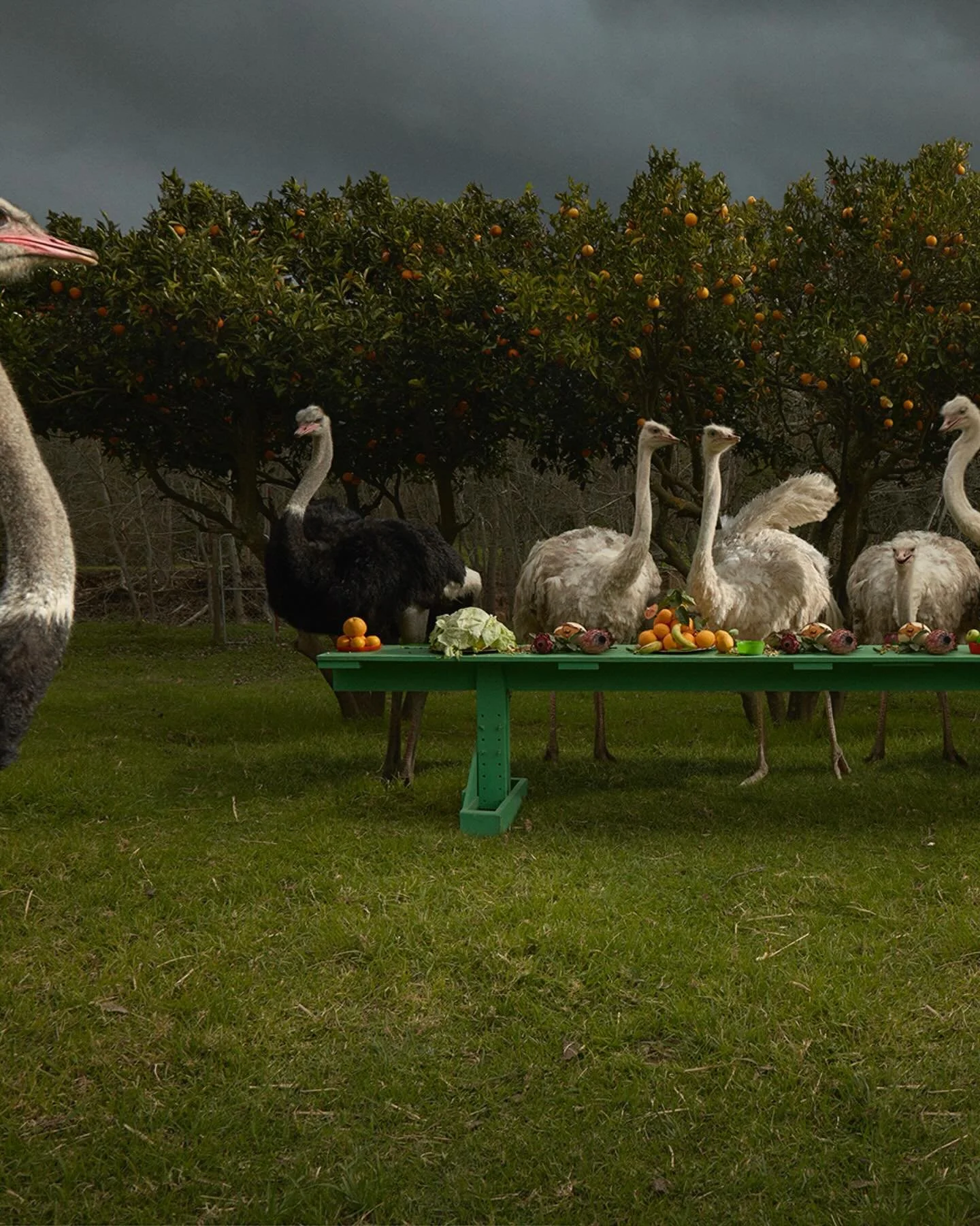 Featured TABLE Artist: Claire Rosen (@claire__rosen).

In the grand sets of Claire Rosen&rsquo;s Fantastical Feasts, various animals are presented dining at tables overflowing with their favorite foods. As a distinctly human ritual associated with st