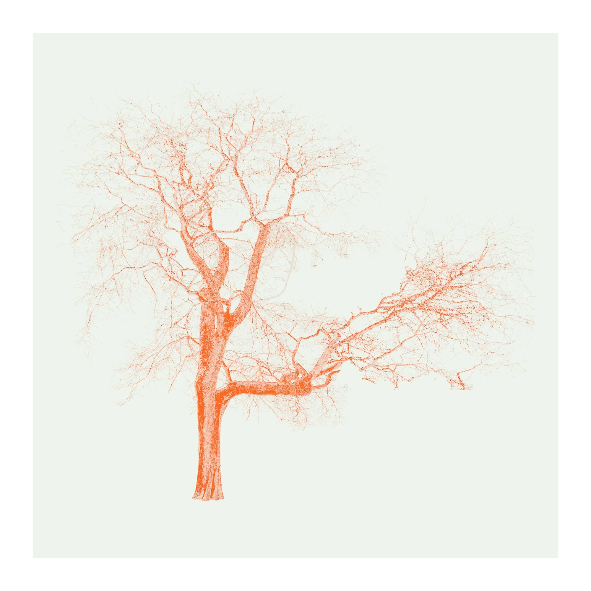 LeighMerrill_ Oak.jpg