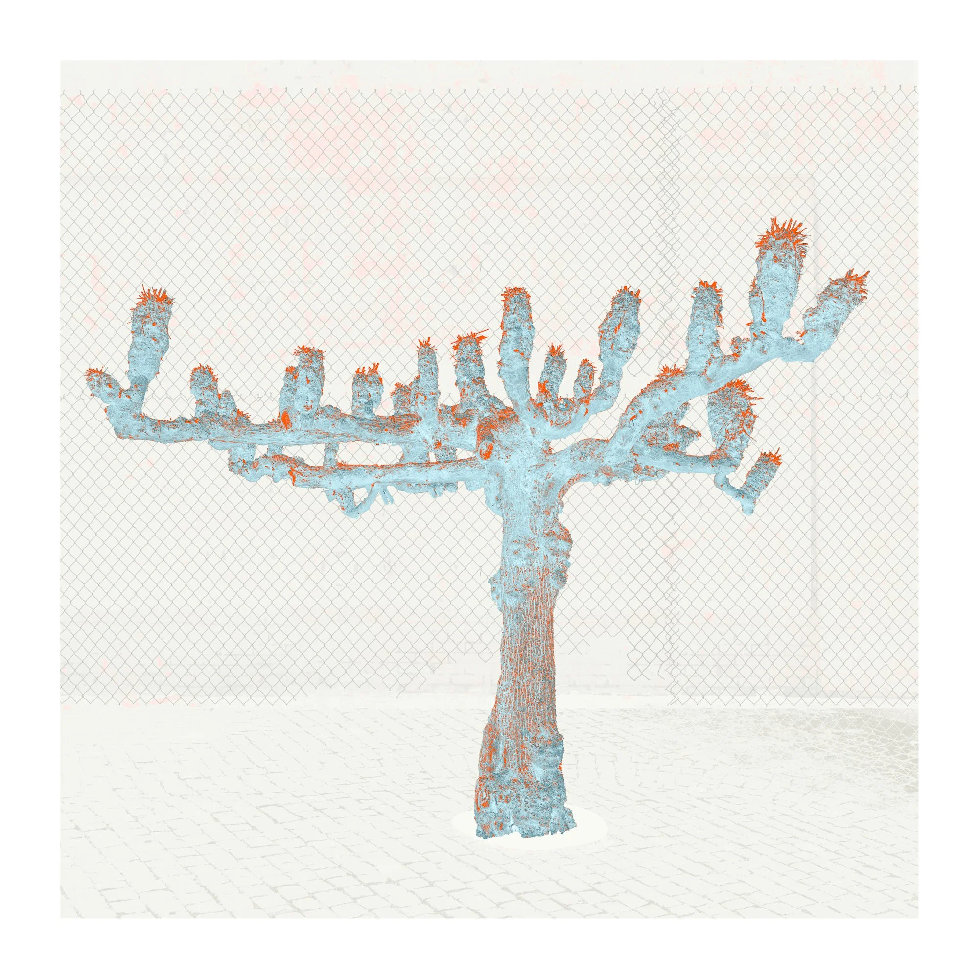 LeighMerrill_ Pollarding.jpg