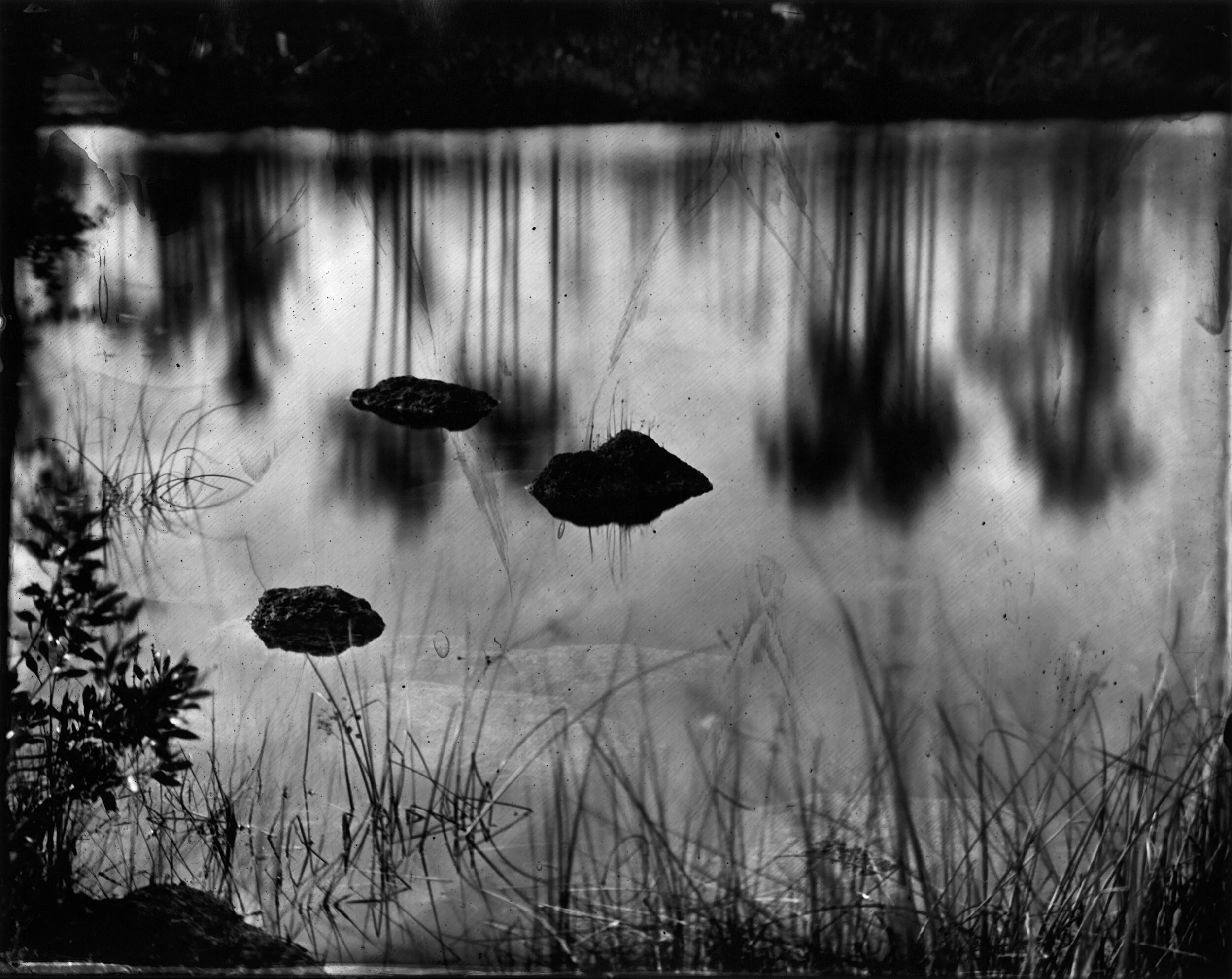 Lisa Elmaleh, Dwarf Cypress Forest, from the series, Everglades, 2010. Gelatin Silver Print from Collodion on Glass Negative, 8.5 x 10.5 inches. Edition of 7.