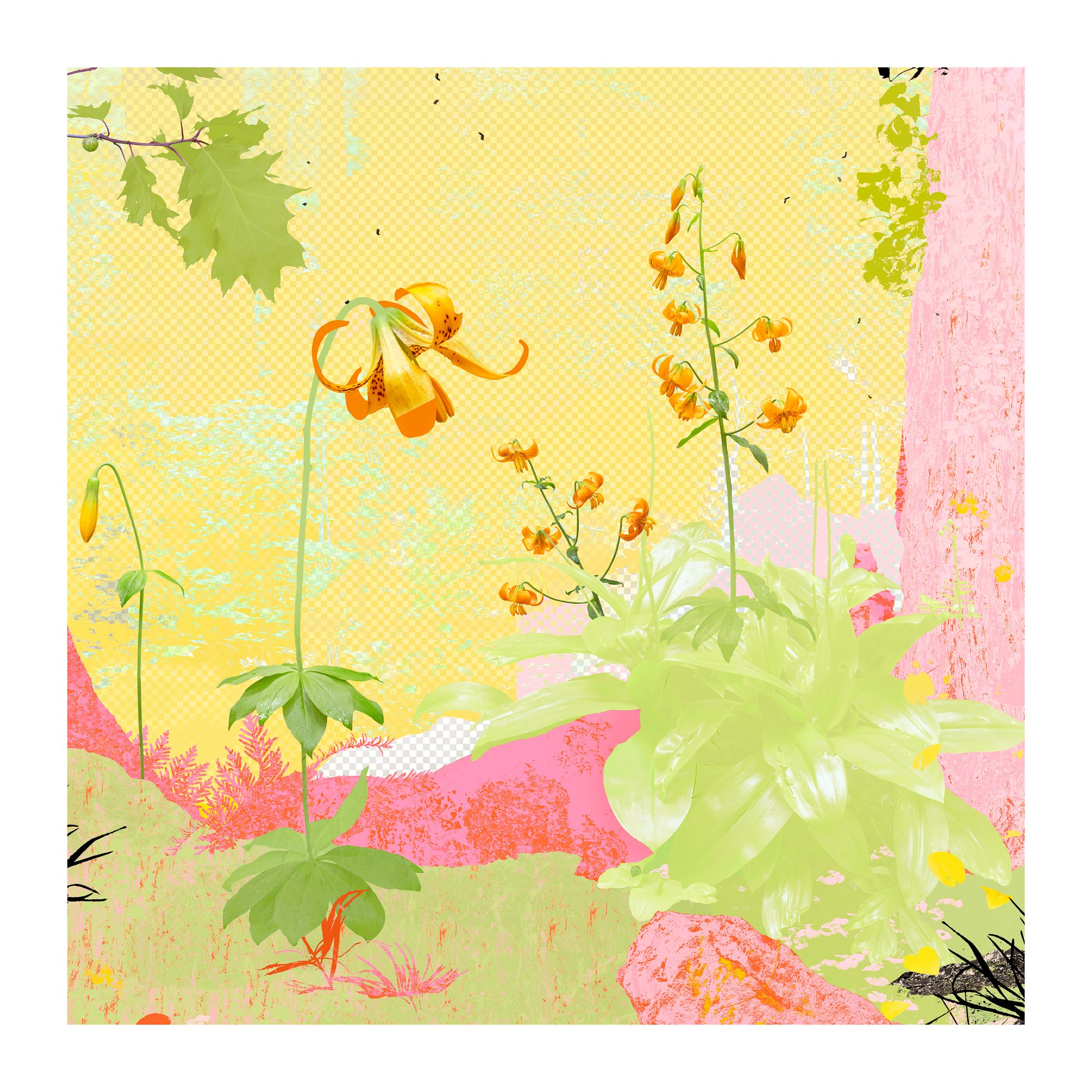 LeighMerrill_ RedwoodLilies.jpg