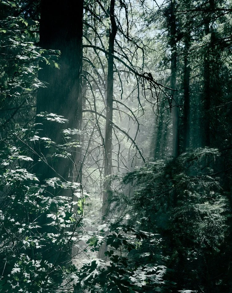 Featured Artist: Justin James Reed — Candela Books + Gallery