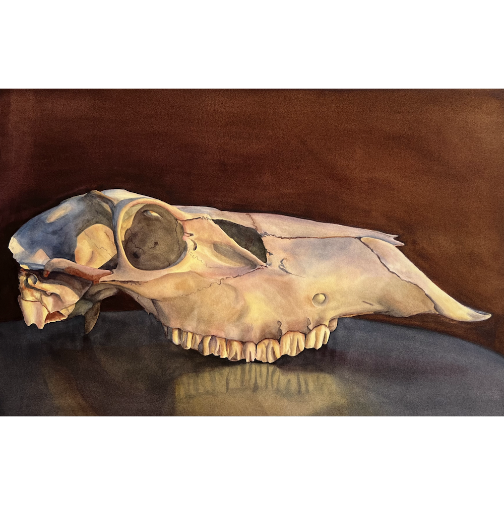 Meghan Dwyre watercolours wapiti.png