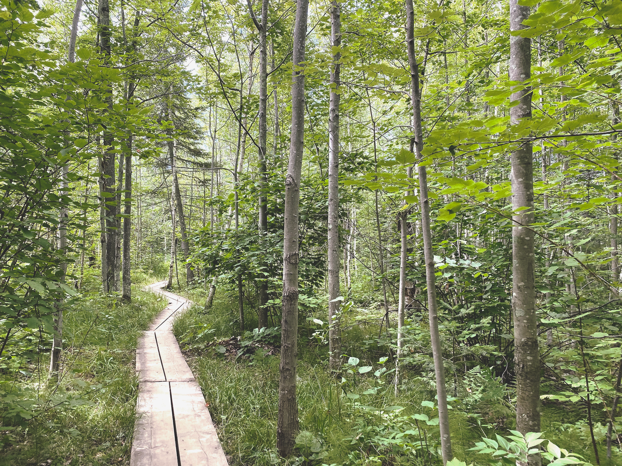 boardwalk.png