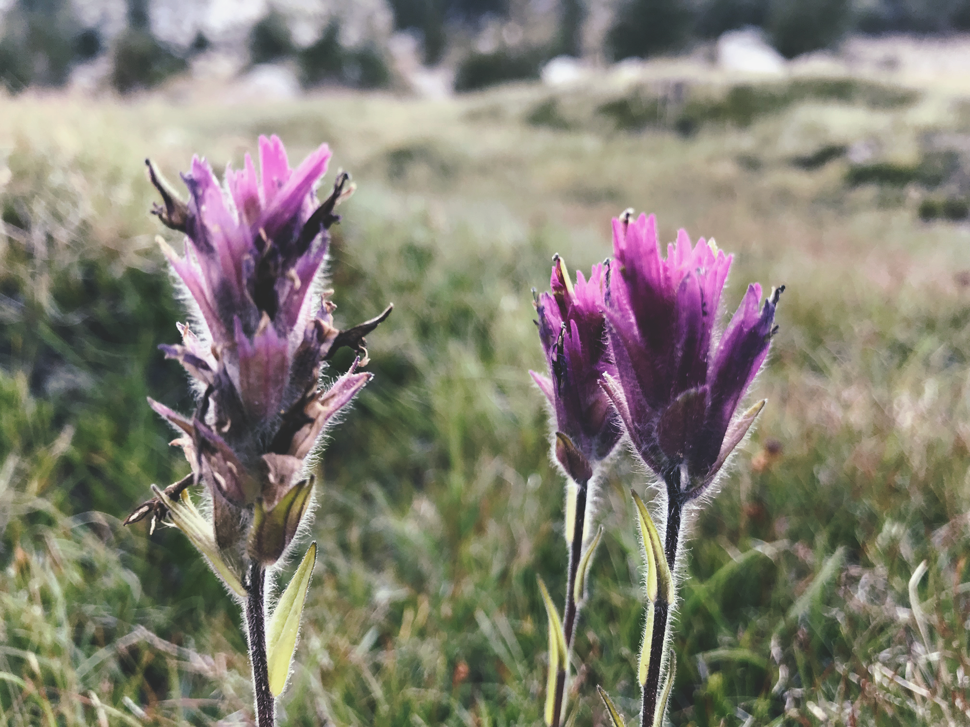 indian_paintbrush.png