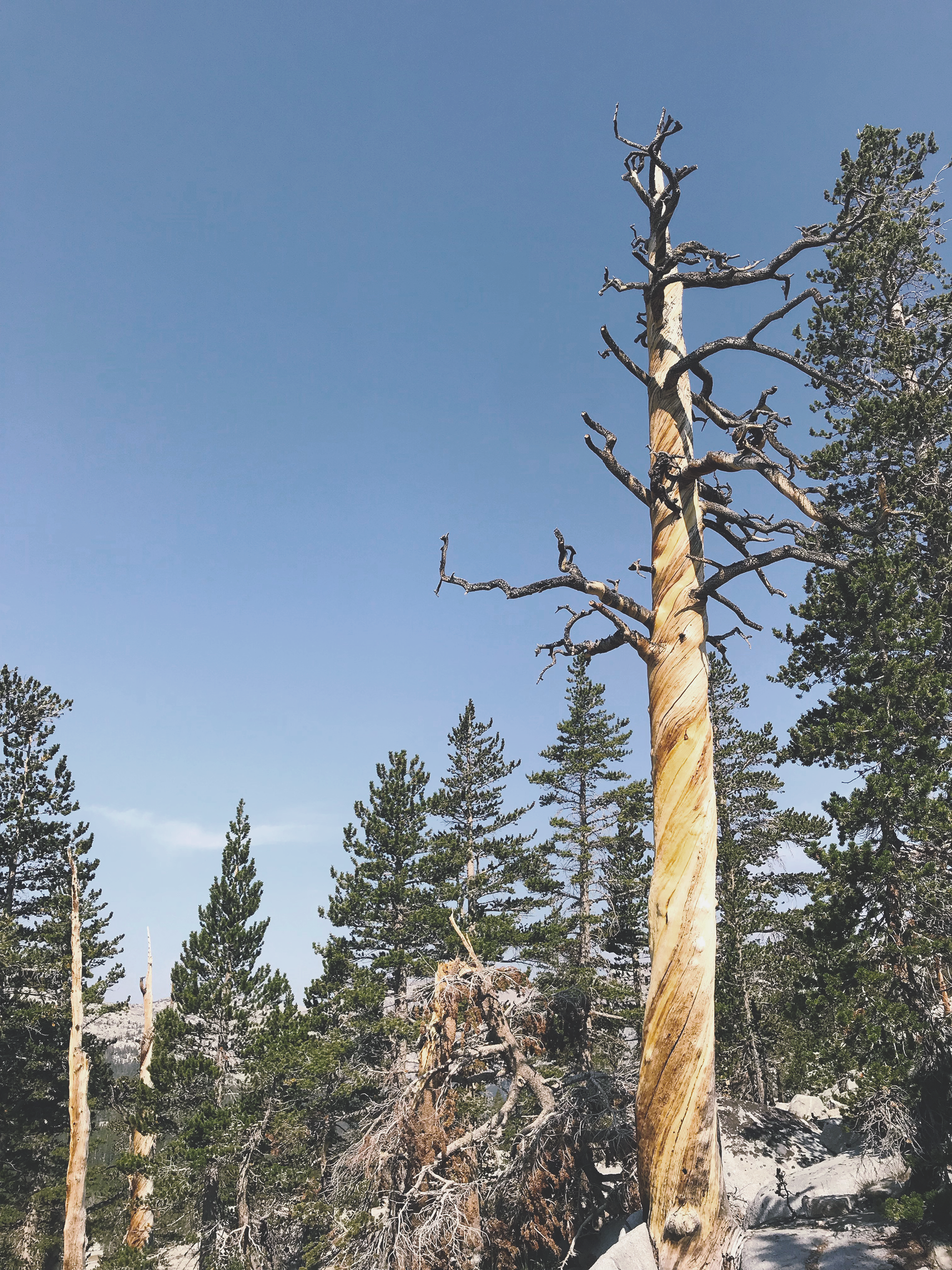 bare_tree.png