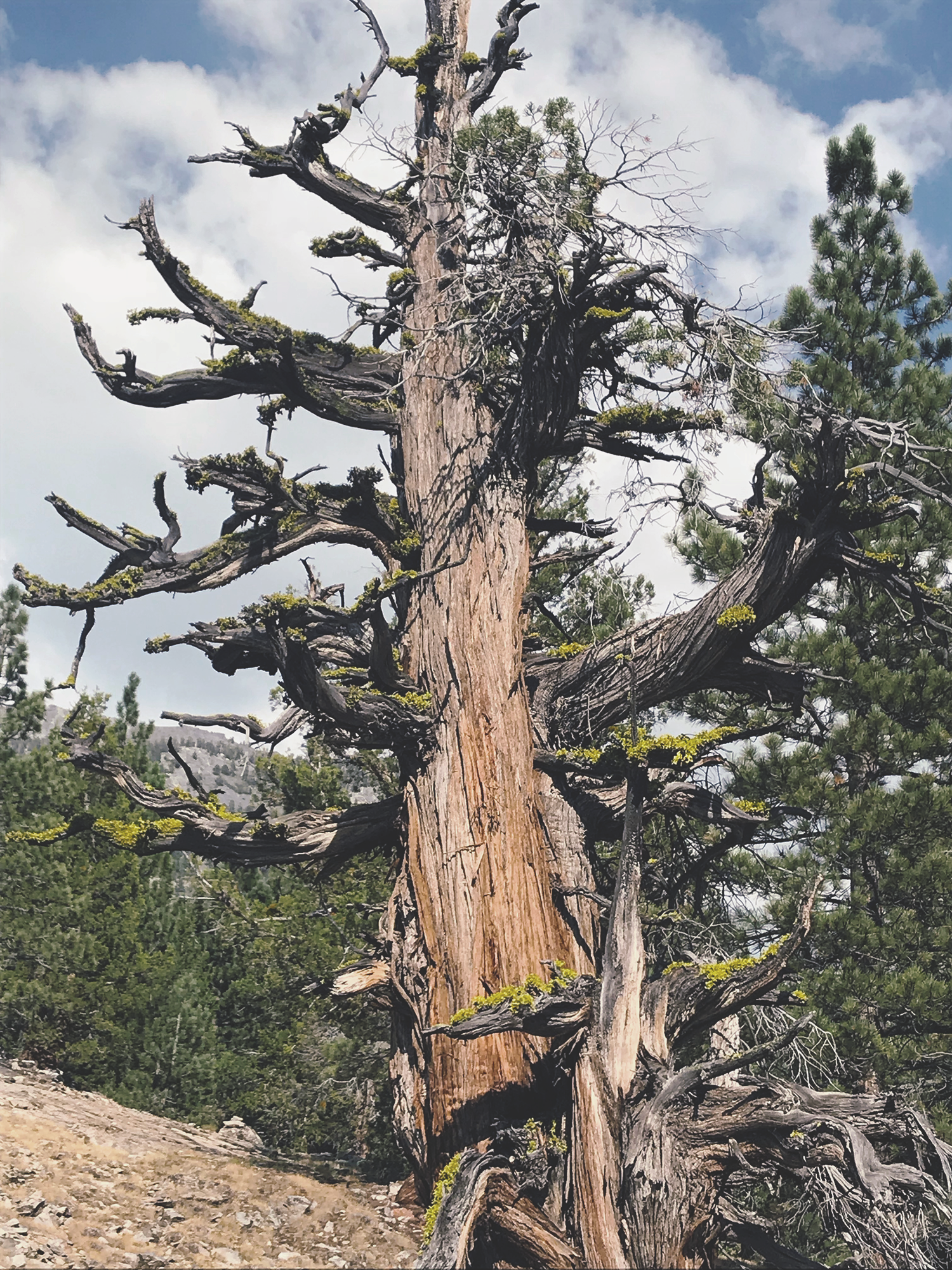 tree_moss.png