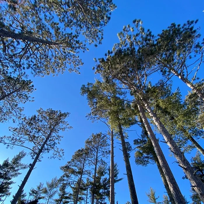 trees.jpg
