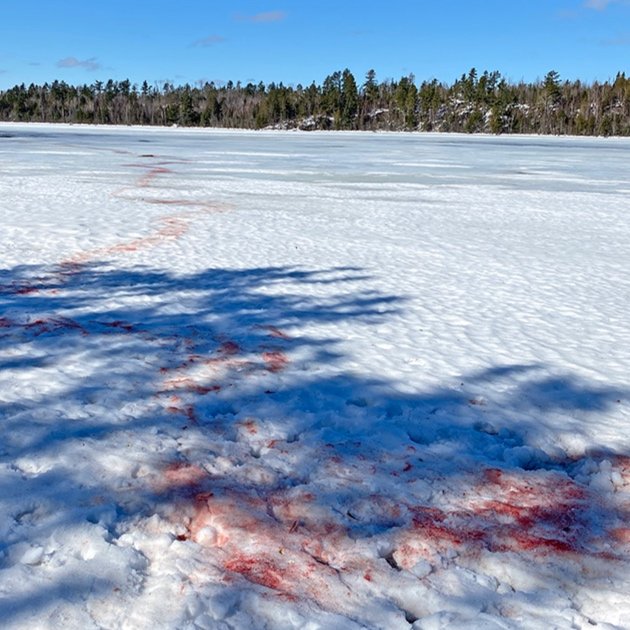 wolf_blood_5.jpg