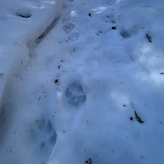 wolf_track_2.jpg