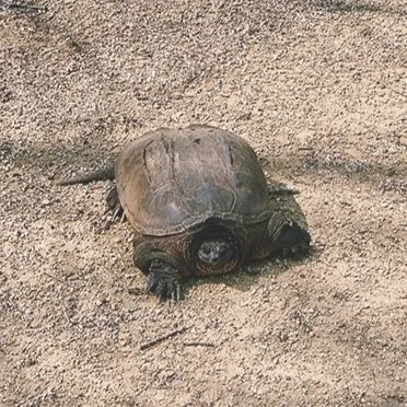 snapper.jpg