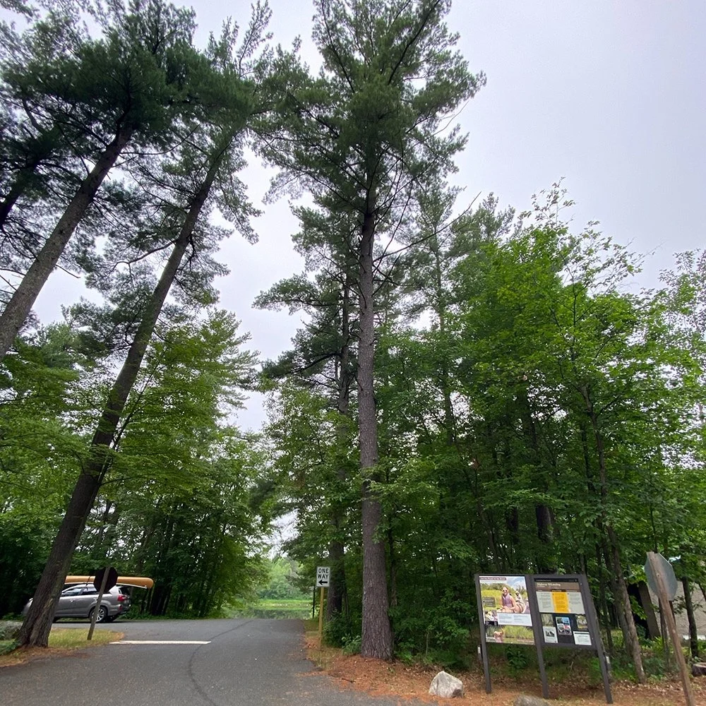 trees_landing.jpg