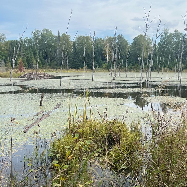 beaver_pond_1.jpg