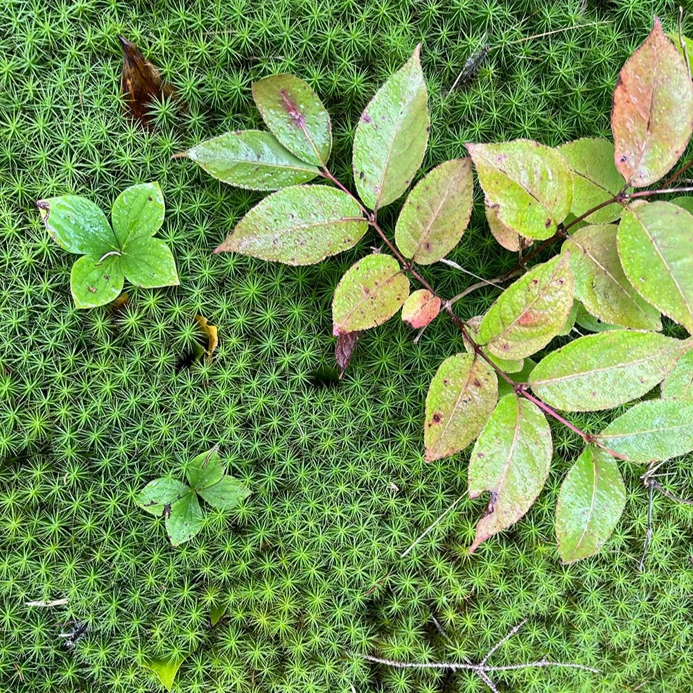 moss.jpg