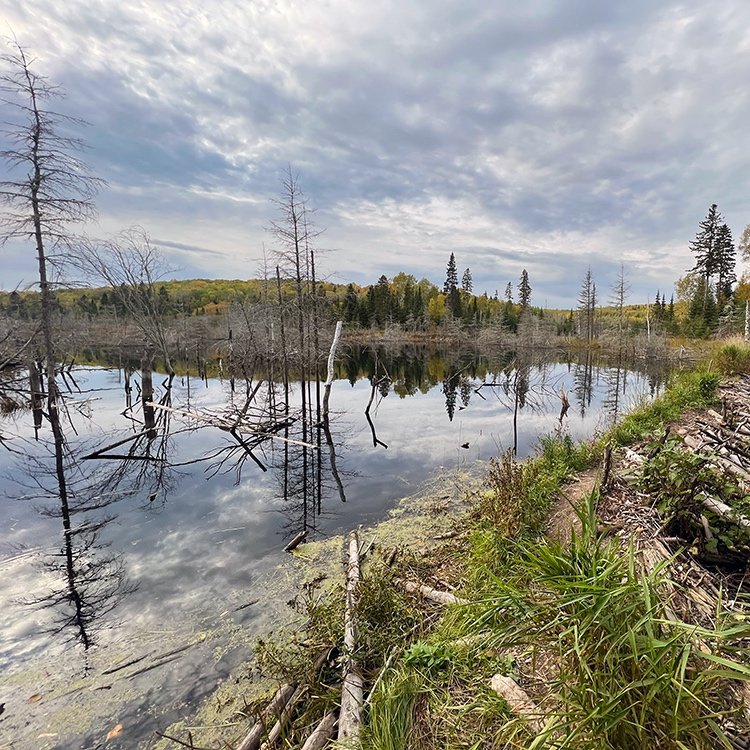 carlson_beaver_pond.jpg